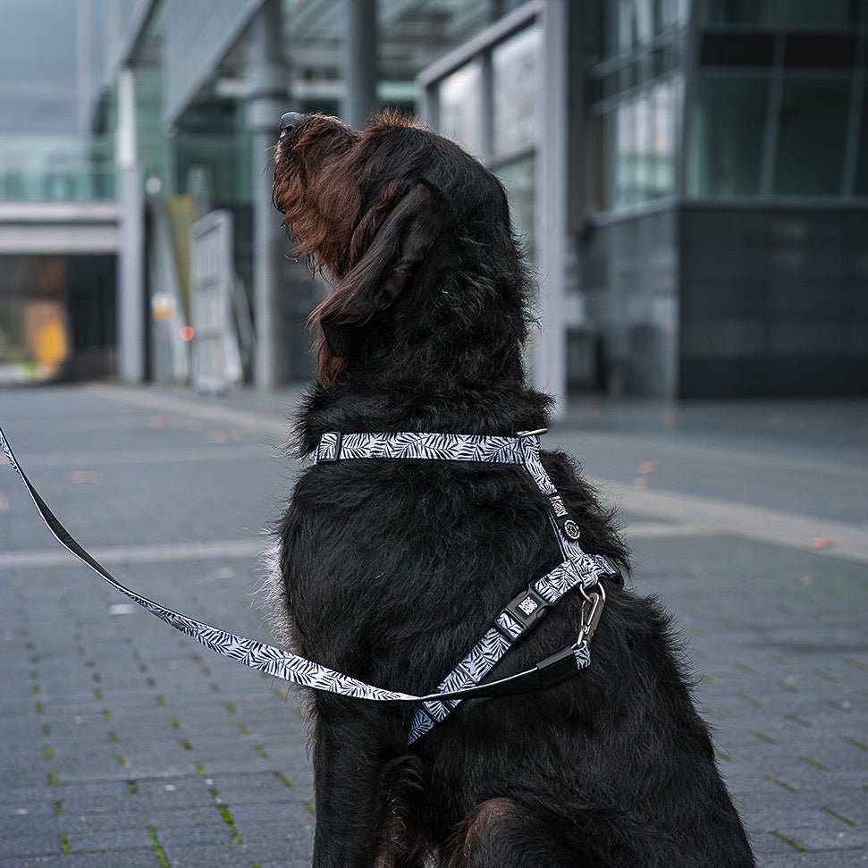 Short Leash - Garden