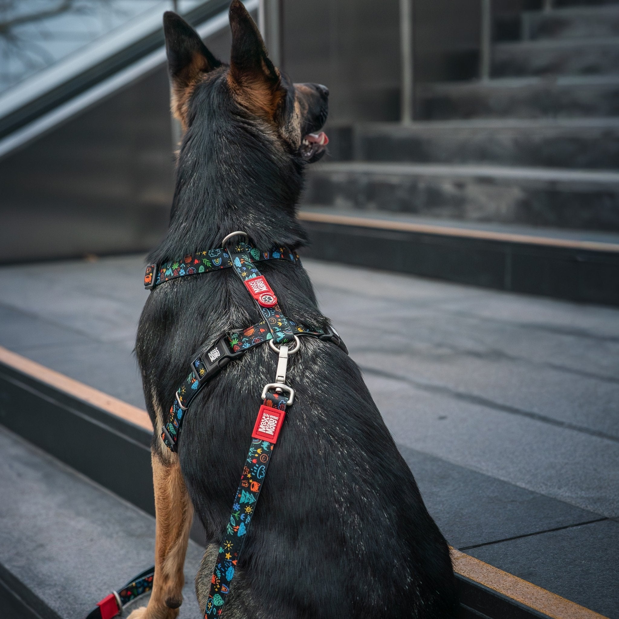Gotcha! Smart ID H-Harness - Kindergarten – Max & Molly Urban Pets