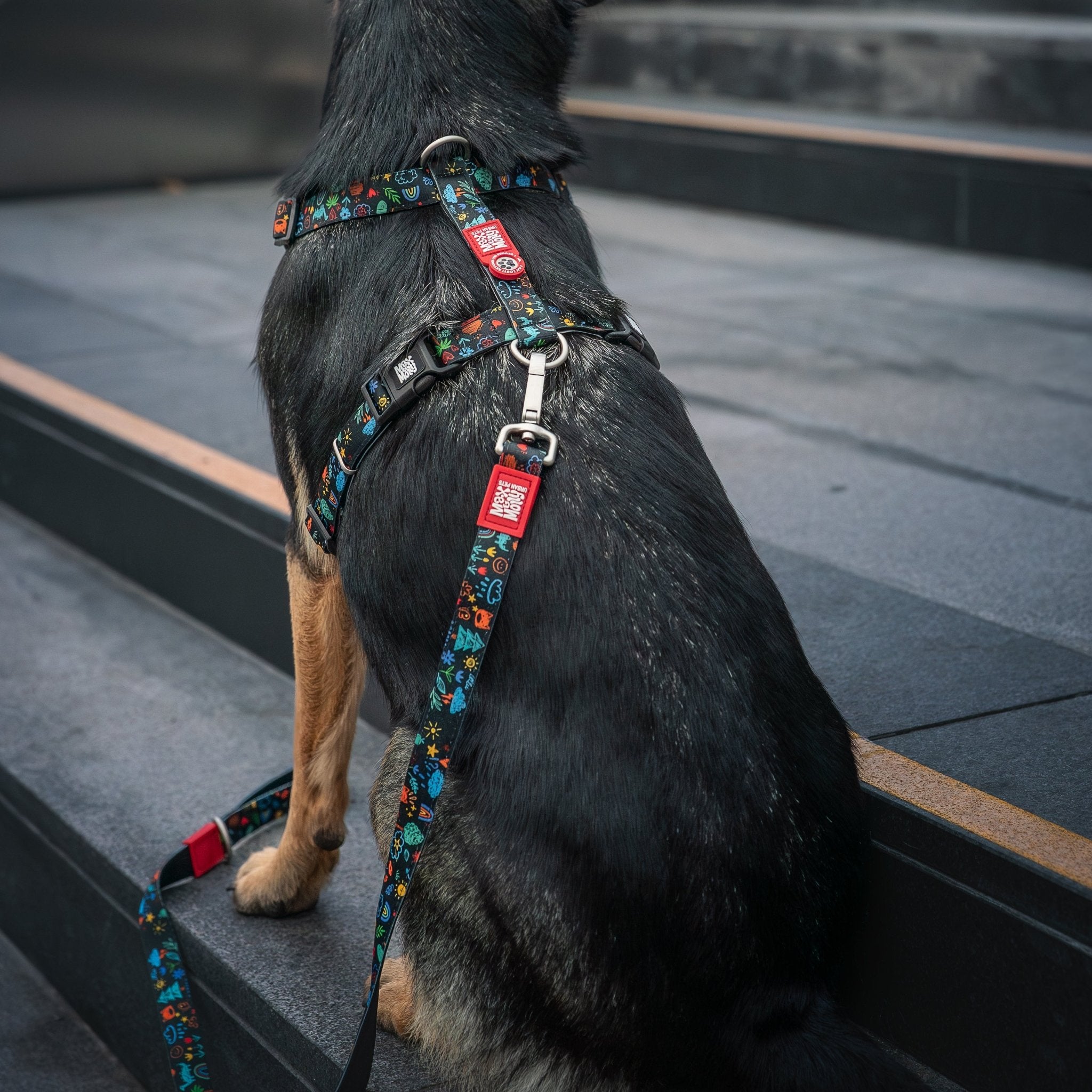 Short Leash - Kindergarten