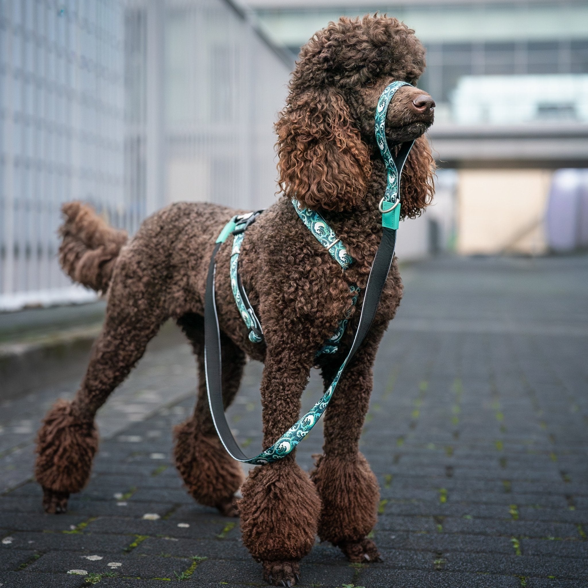 Gotcha! Smart ID H-Harness - Storm