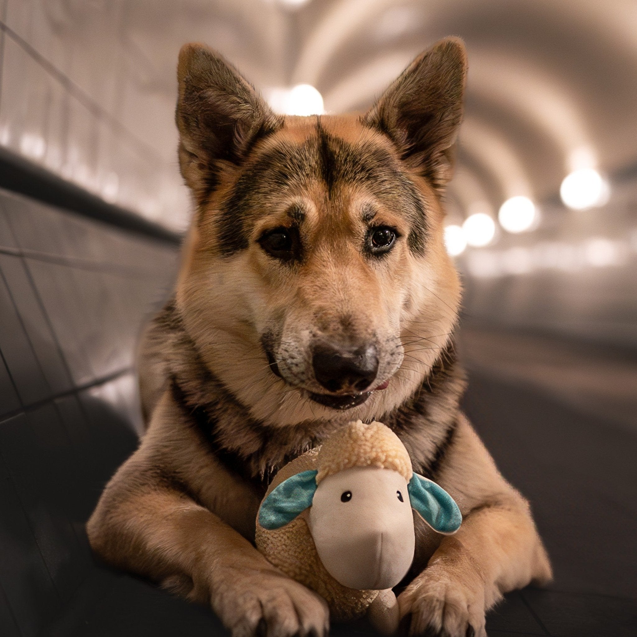 Huggles Toy - Sheep Barbara