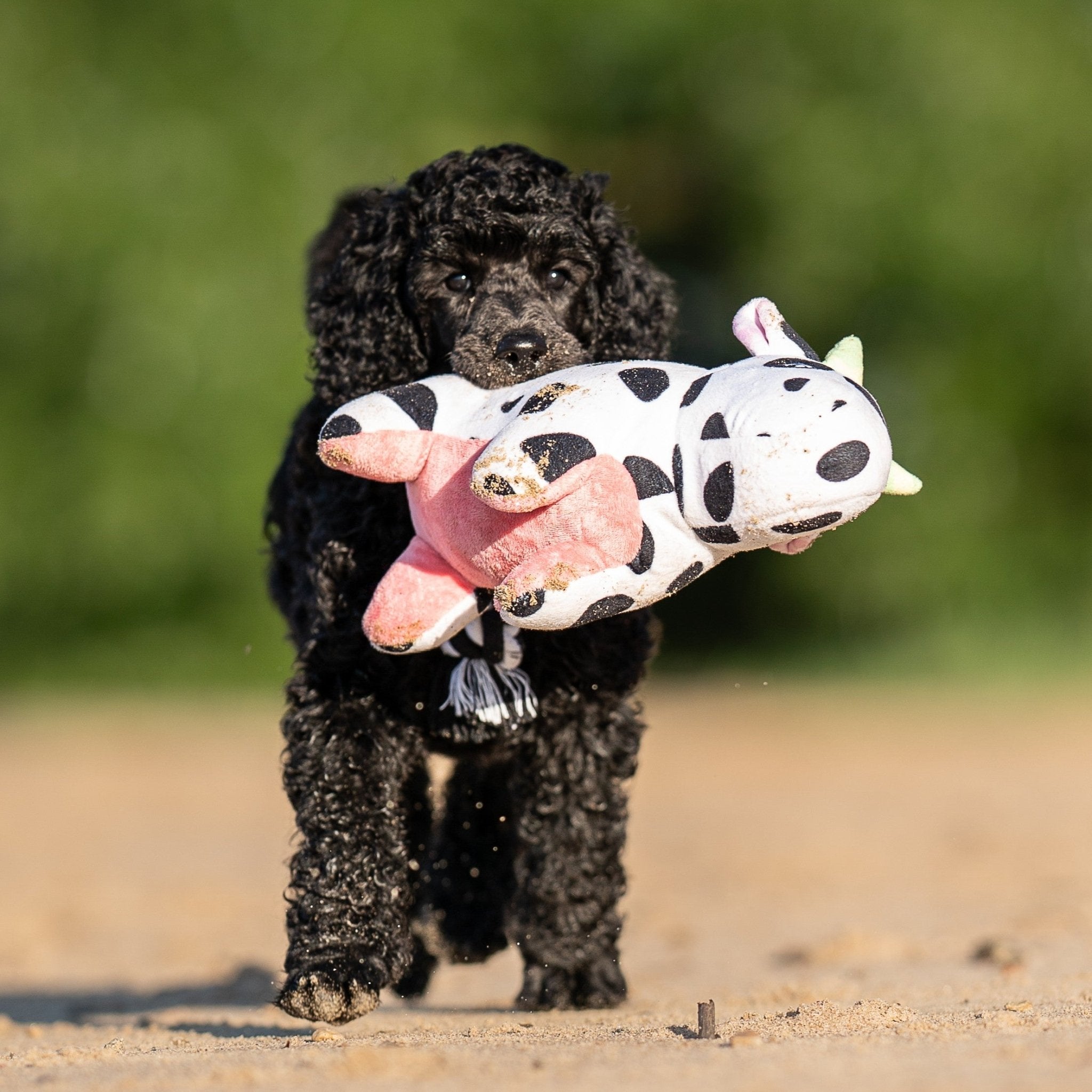 Huggles Toy - Cow Claire