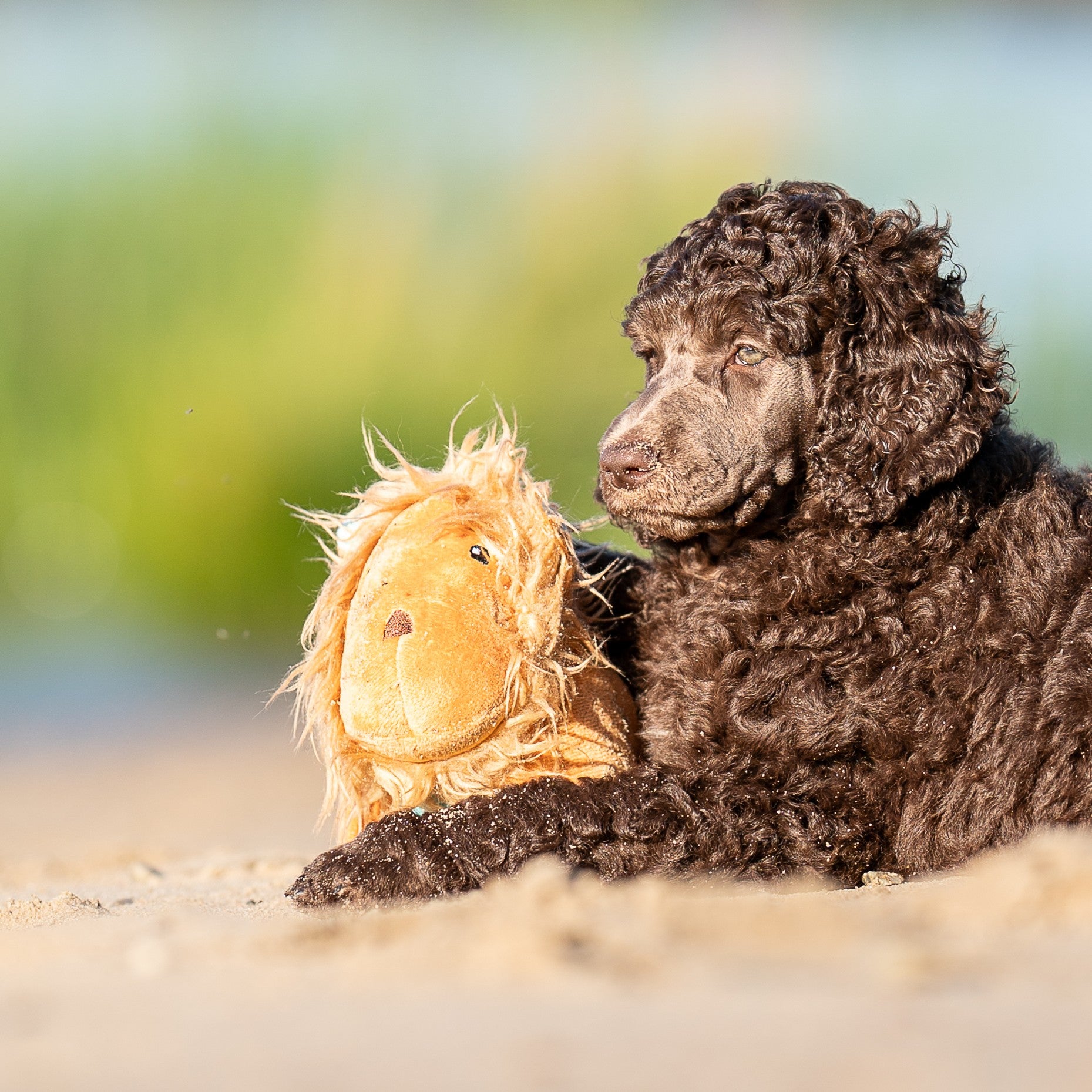 Huggles Toy - Lion George
