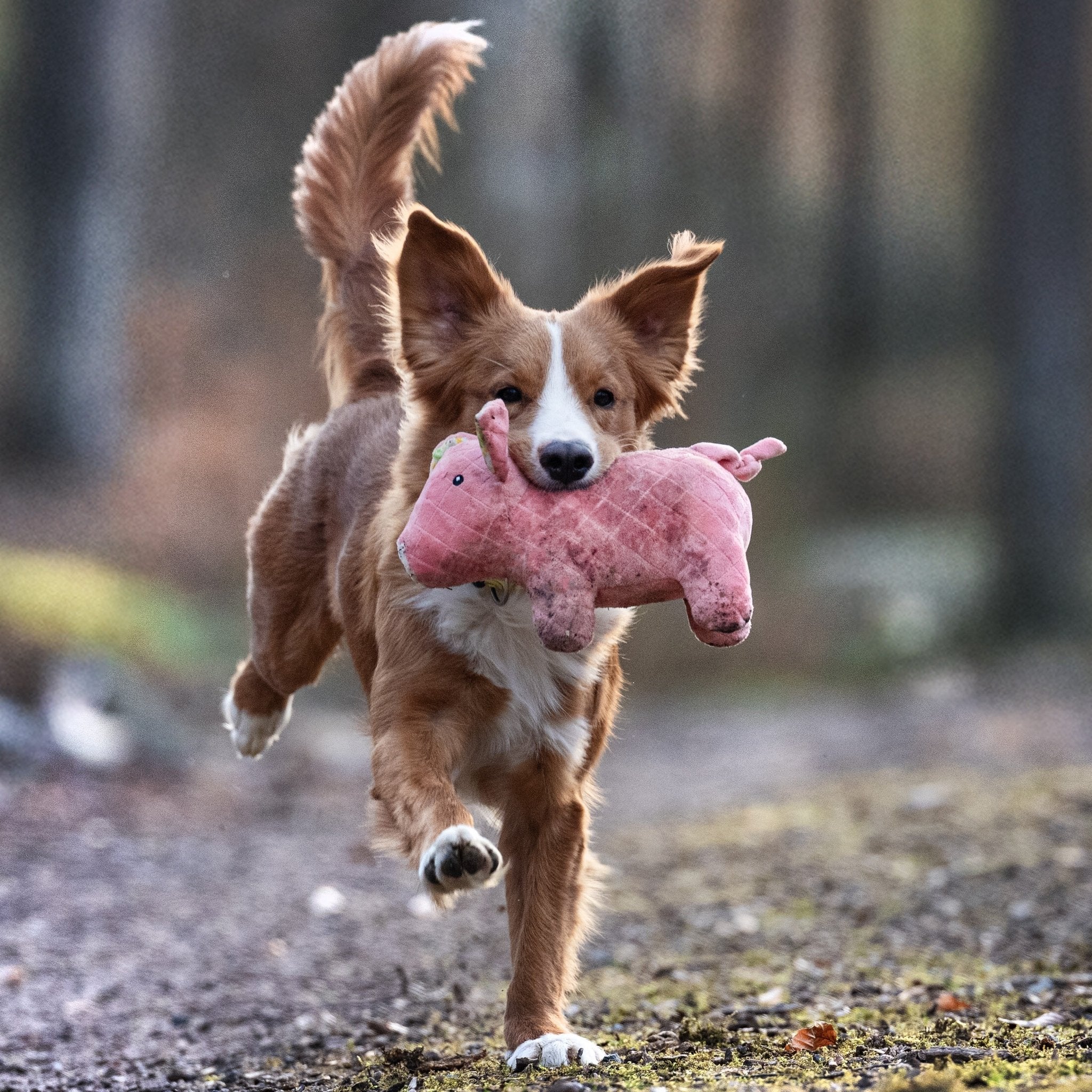 Huggles Toy - Pig Hamlet