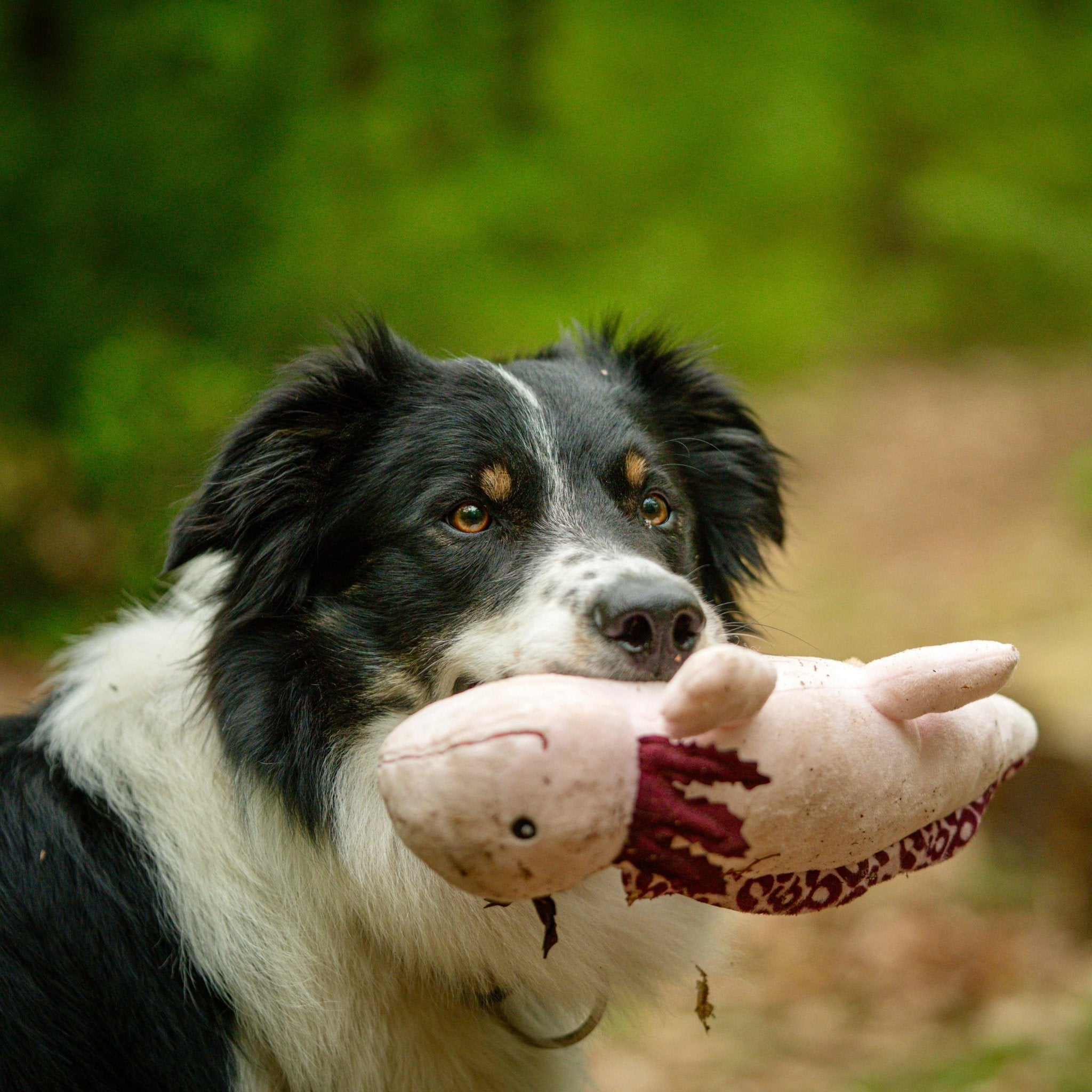 Huggles Toy - Axolotl Axel