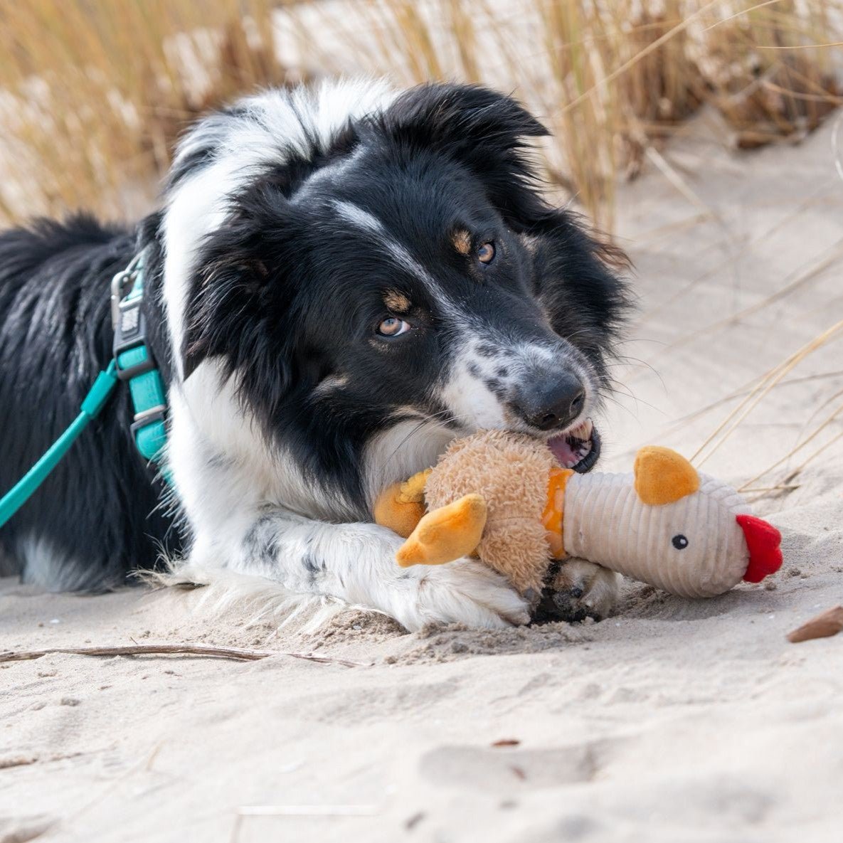Huggles Toy - Huhn Eggsy
