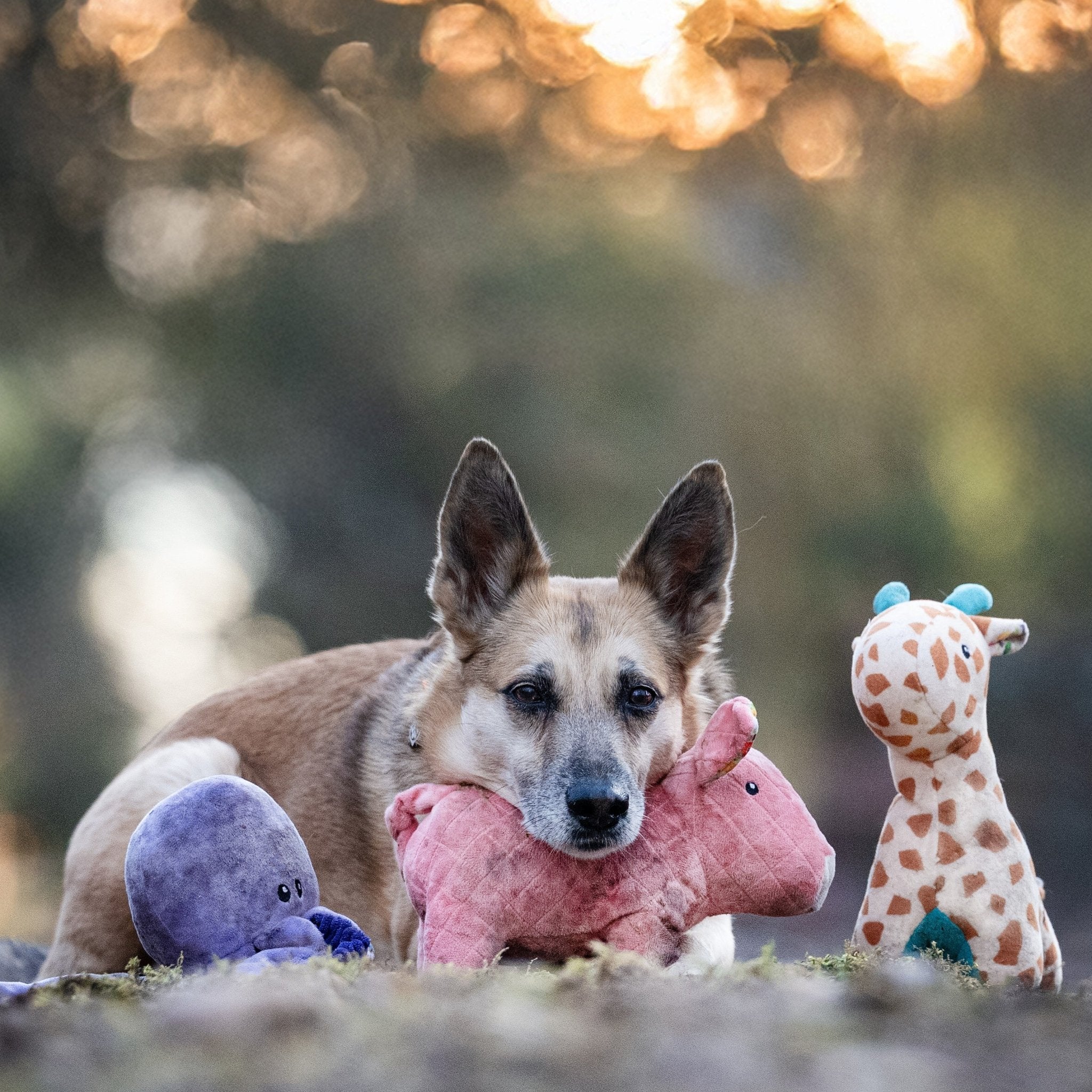 Huggles Toy - Octopus Leila
