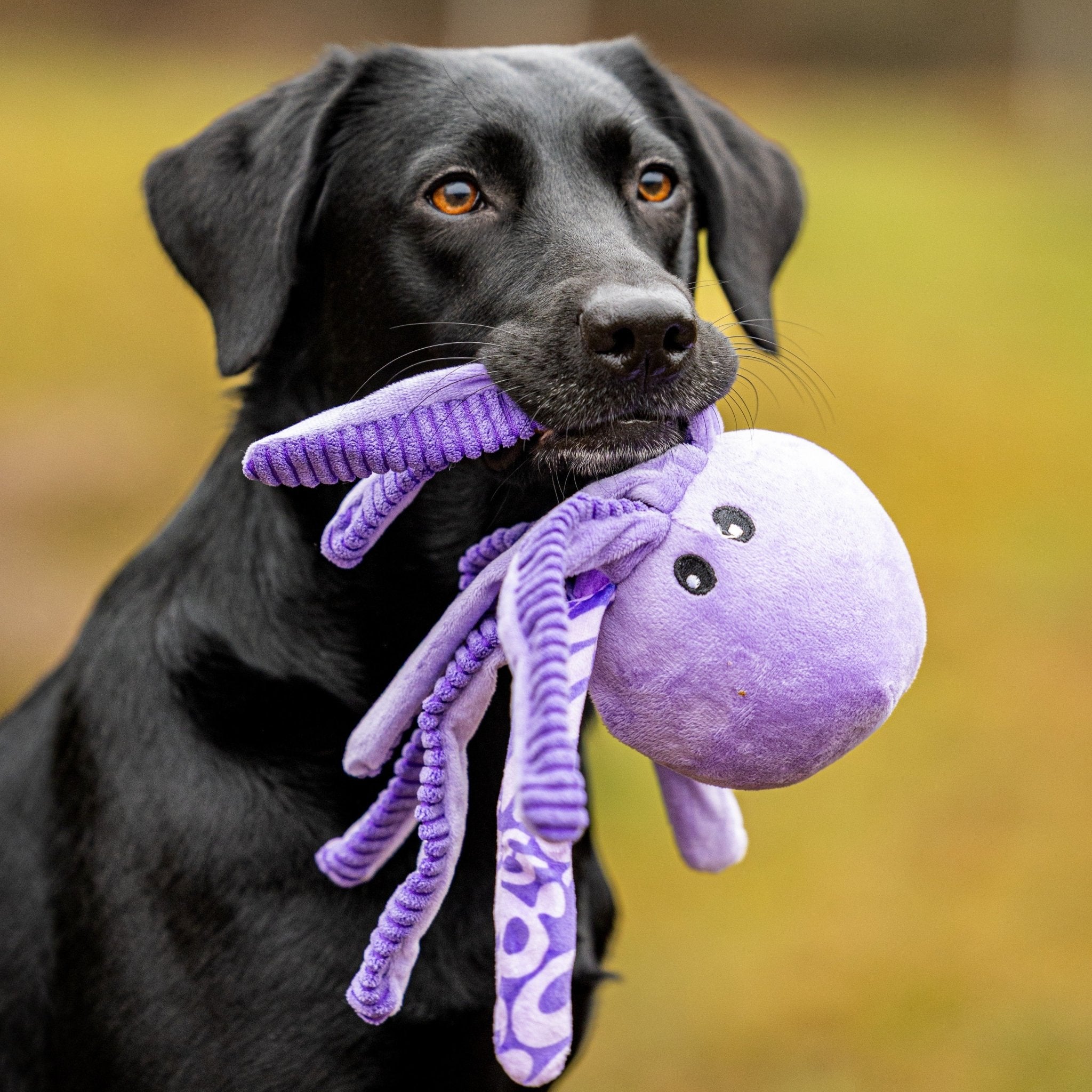 Huggles Toy - Octopus Leila