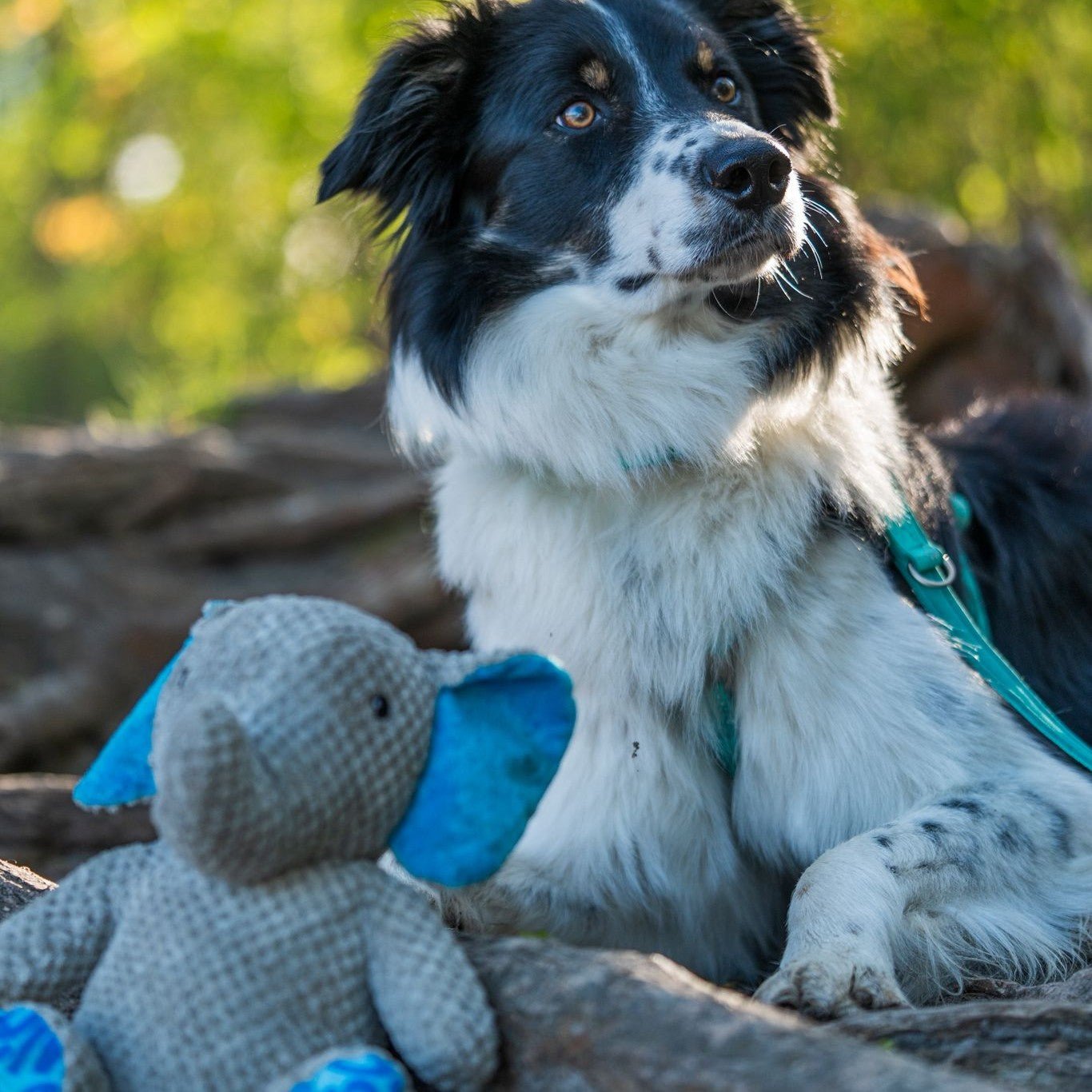 Huggles Toy - Elephant Susi