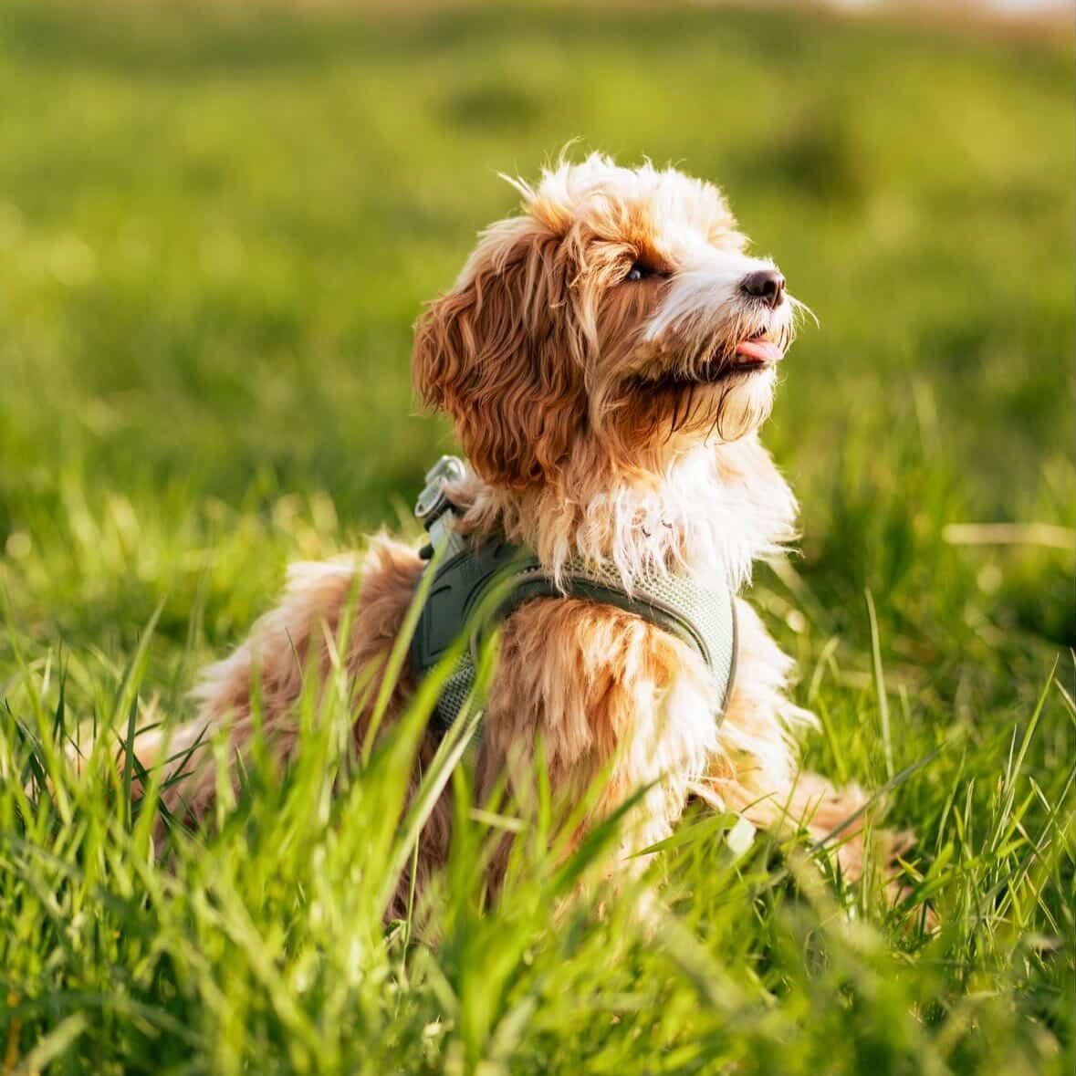 Air Vest Hunde Geschirr - Matrix 2.0 Jade