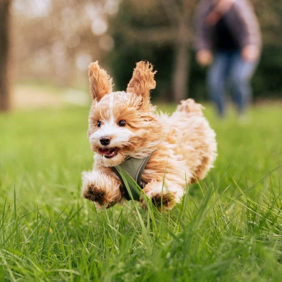 Air Vest Hunde Geschirr - Matrix 2.0 Jade