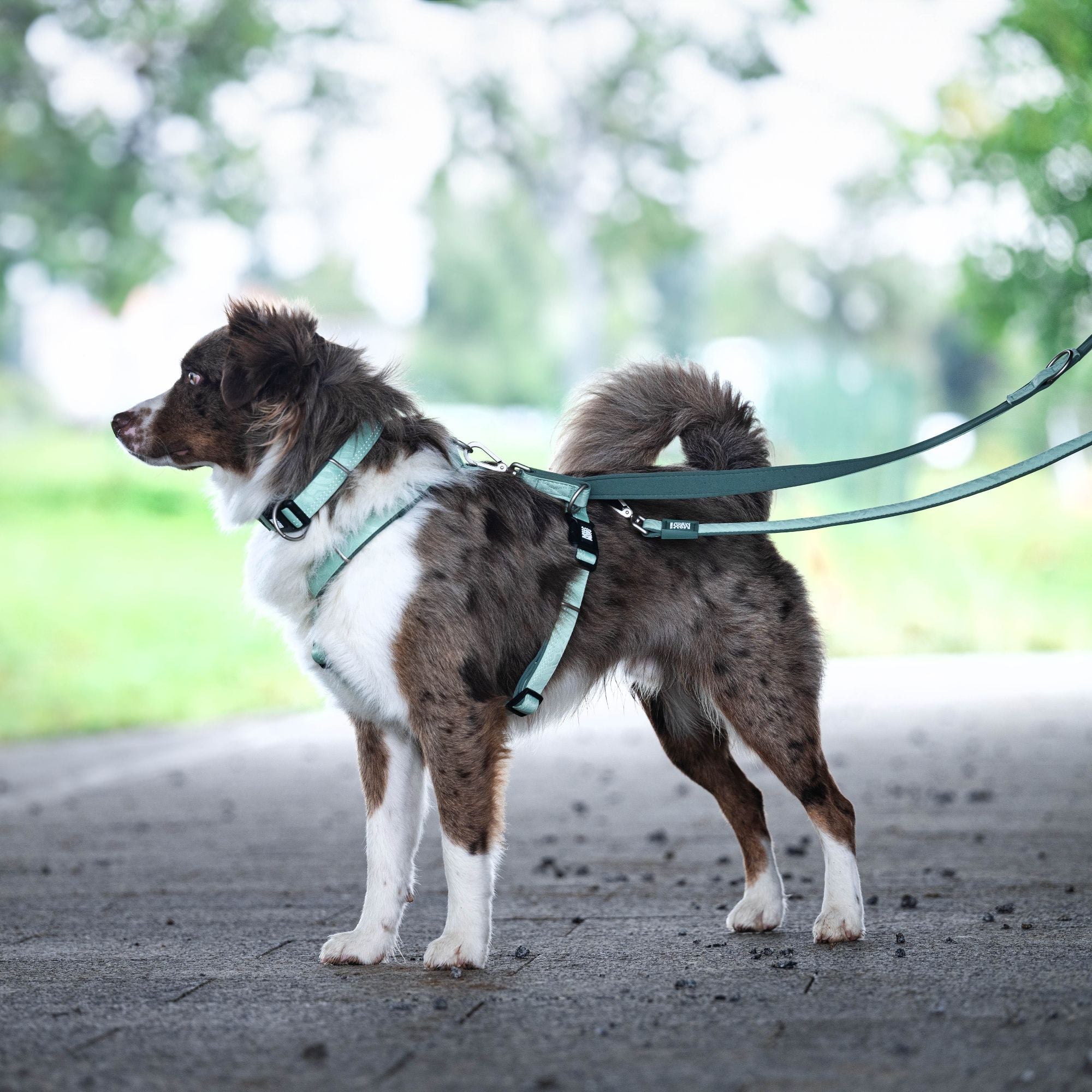 Multifunctional Leash - Matrix 2.0 Jade
