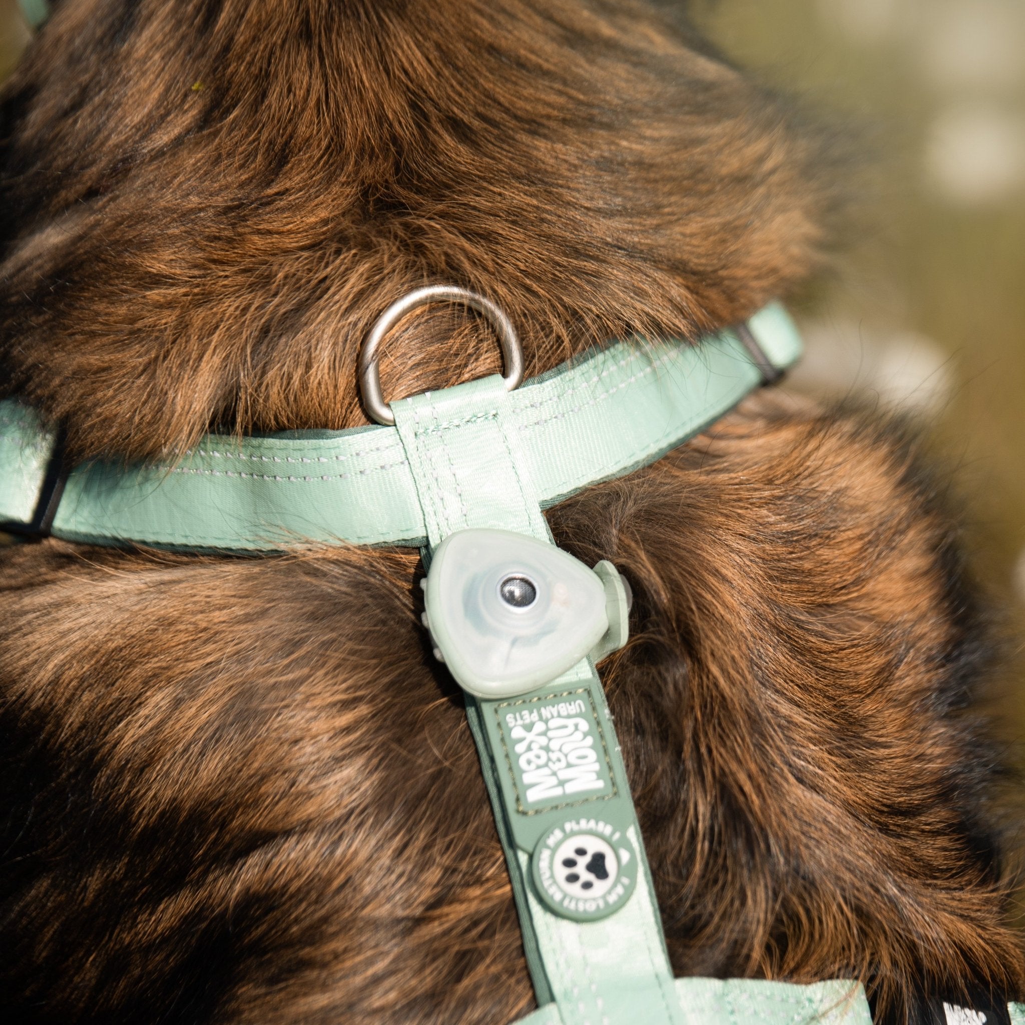 GOTCHA! Smart ID TAG – Max & Molly Urban Pets