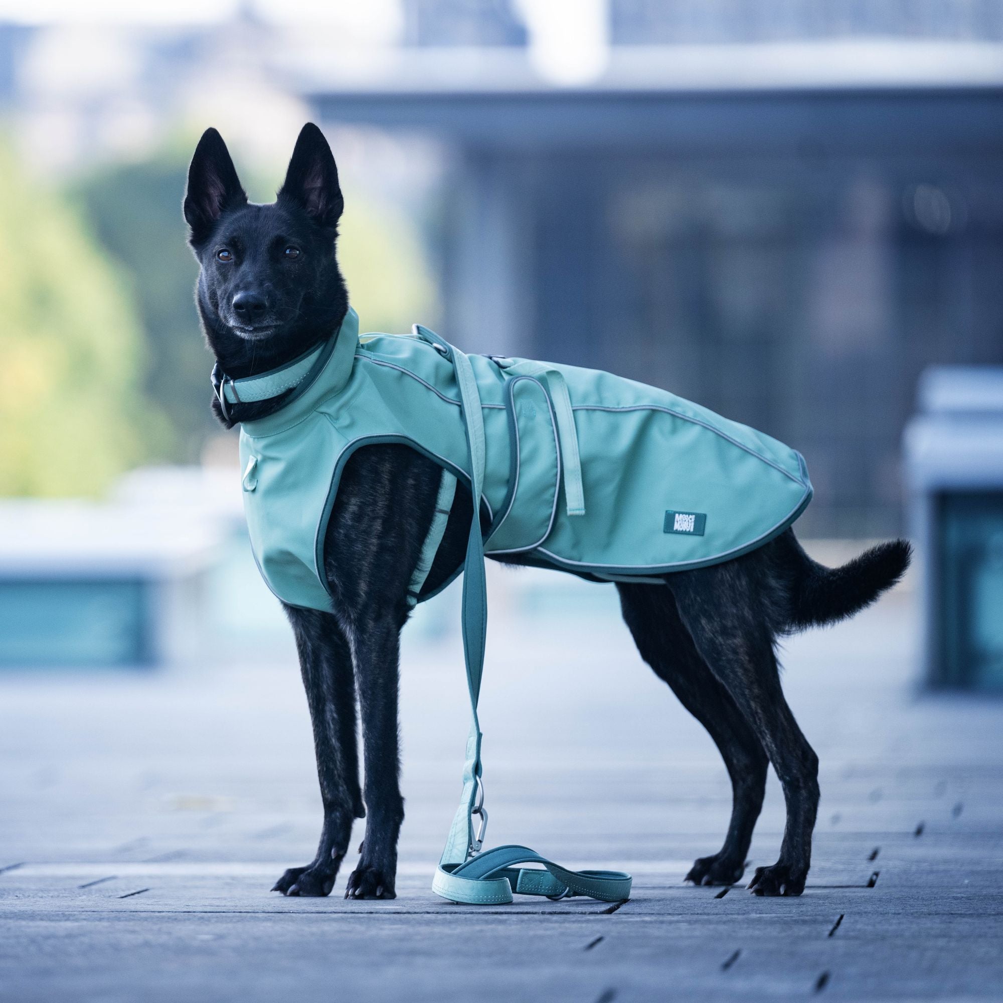 Raincoat for dogs - MATRIX 2.0 JADE