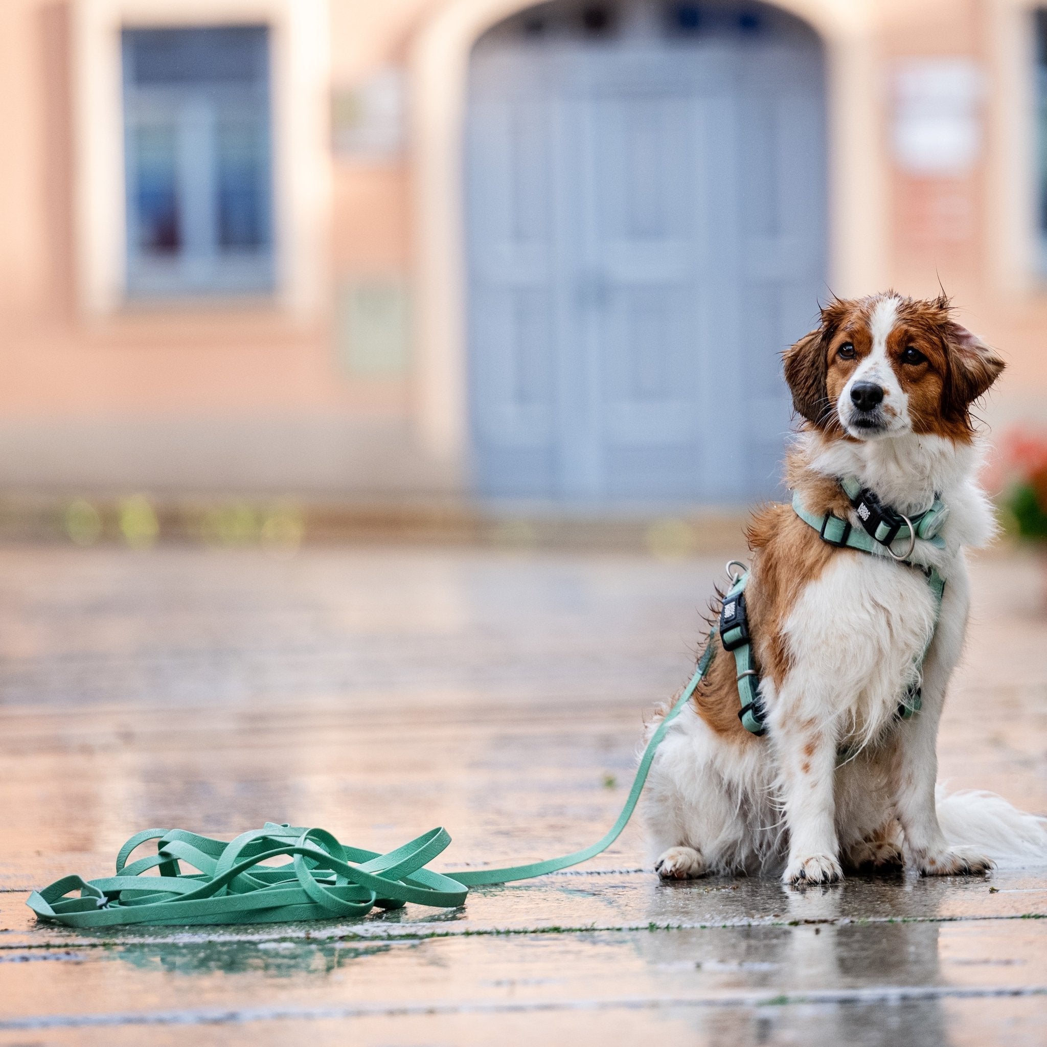 Tracking Leash - Matrix 2.0 Jade