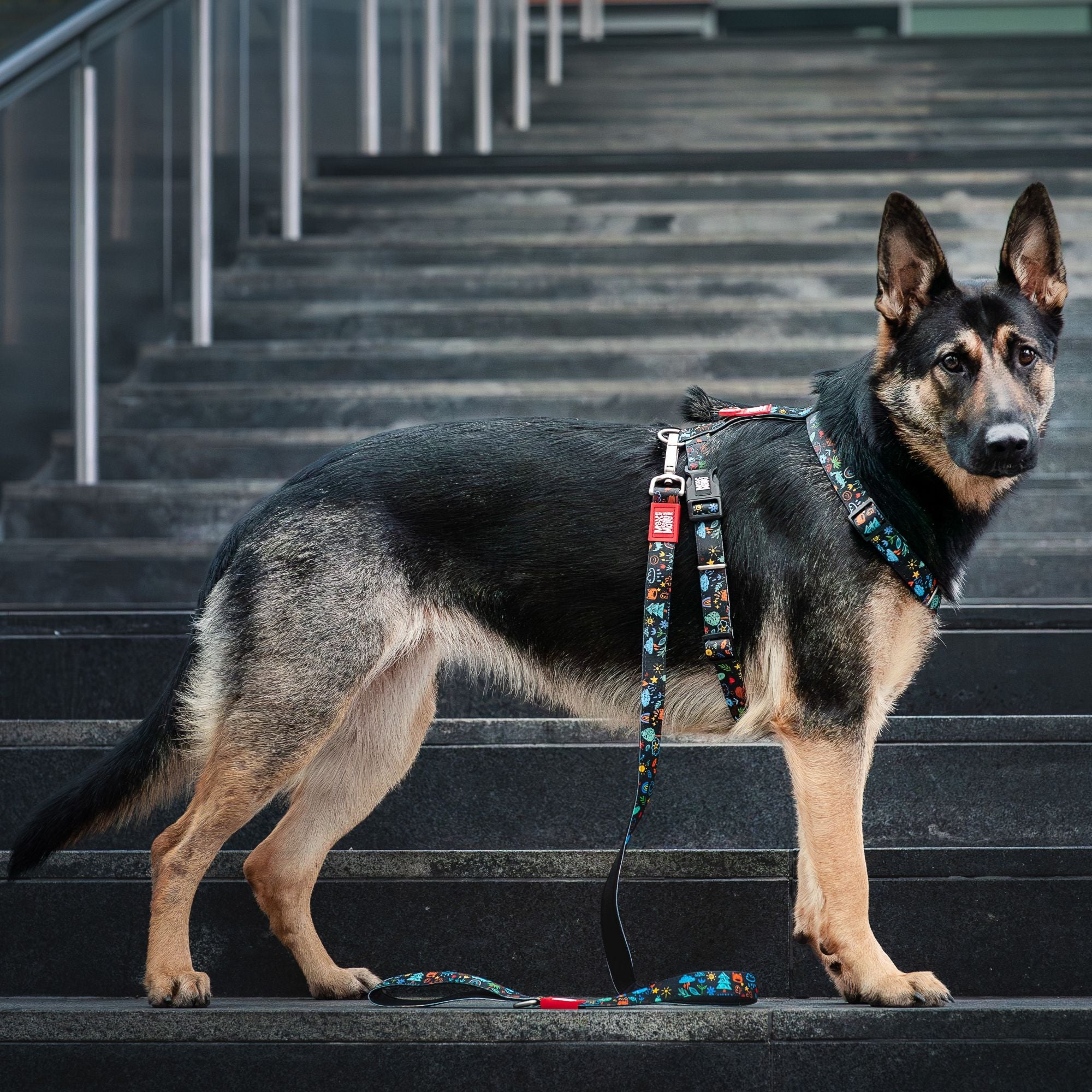 Gotcha! Smart ID H-Harness - Kindergarten – Max & Molly Urban Pets