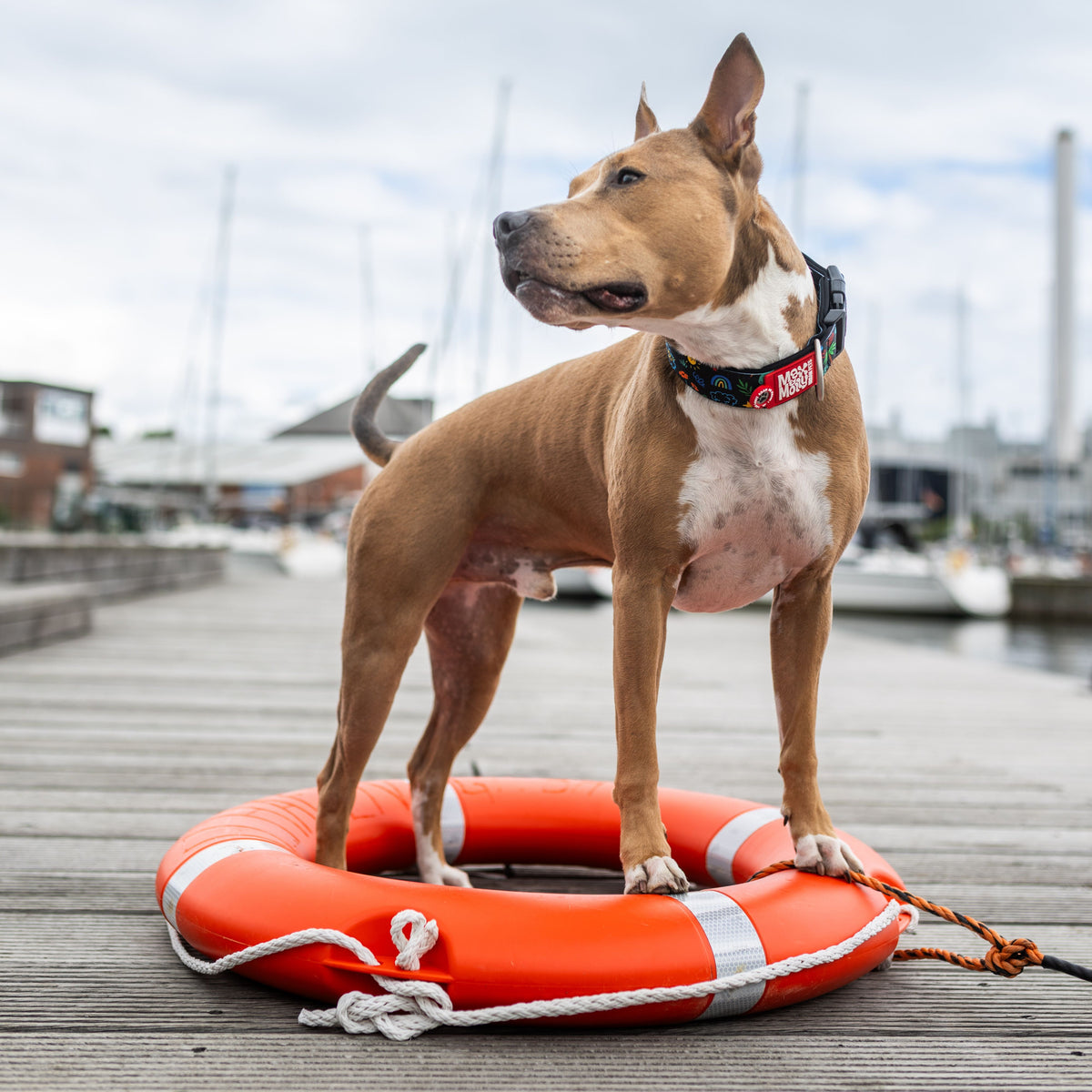 Gotcha! Smart ID Wide Dog Collar - Kindergarten
