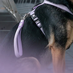 Max & Molly Urban Pets