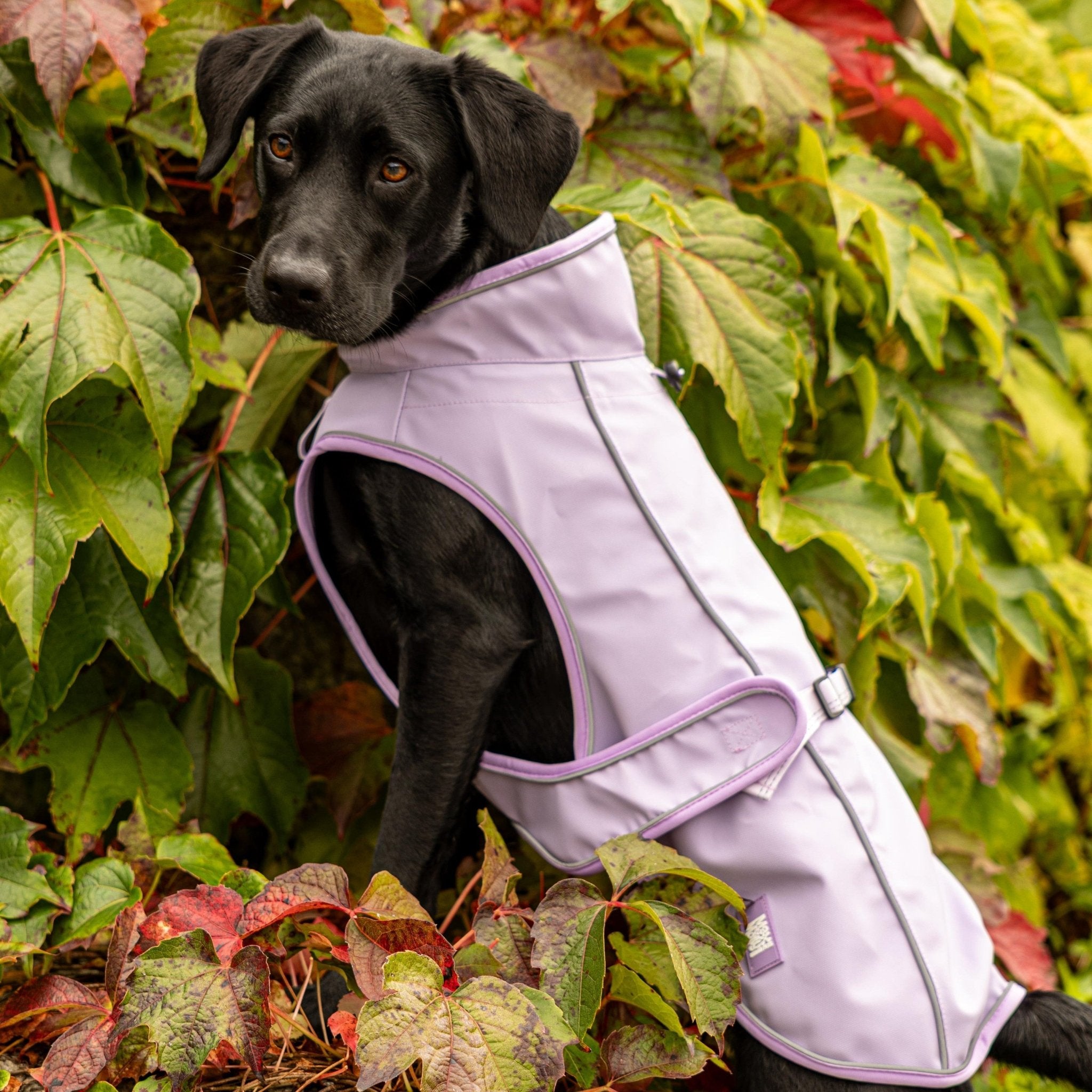 Raincoat for dogs - MATRIX 2.0 LAVENDER