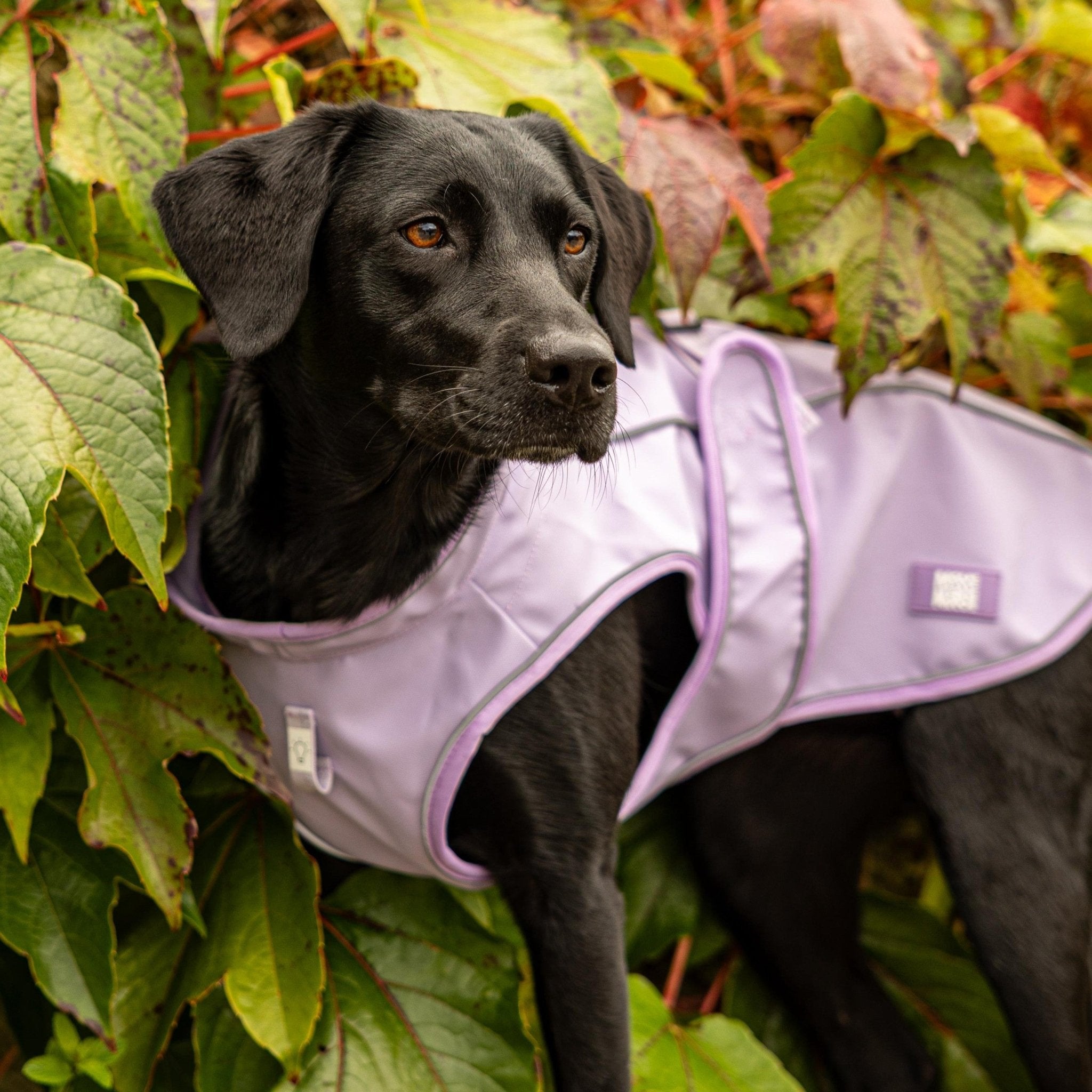 Regenmantel für Hunde - MATRIX 2.0 LAVENDER