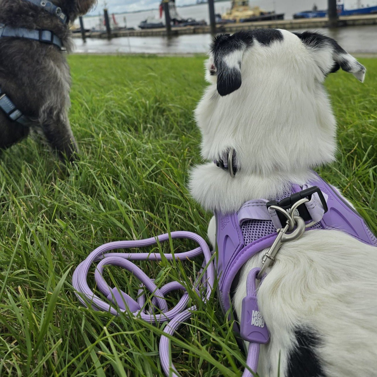 Air Vest Hunde Geschirr - Matrix 2.0 Lavender