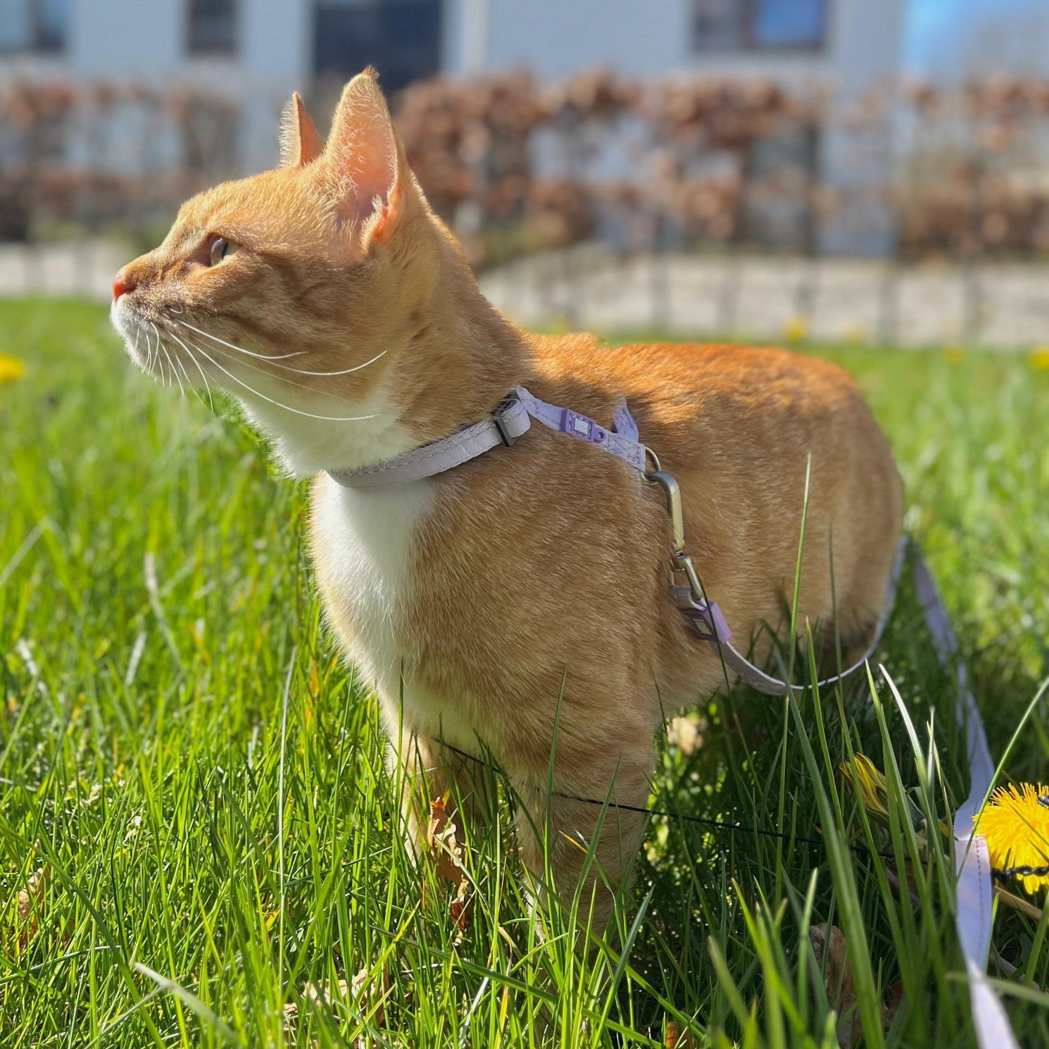 Katzen Geschirr/Leinen Set
