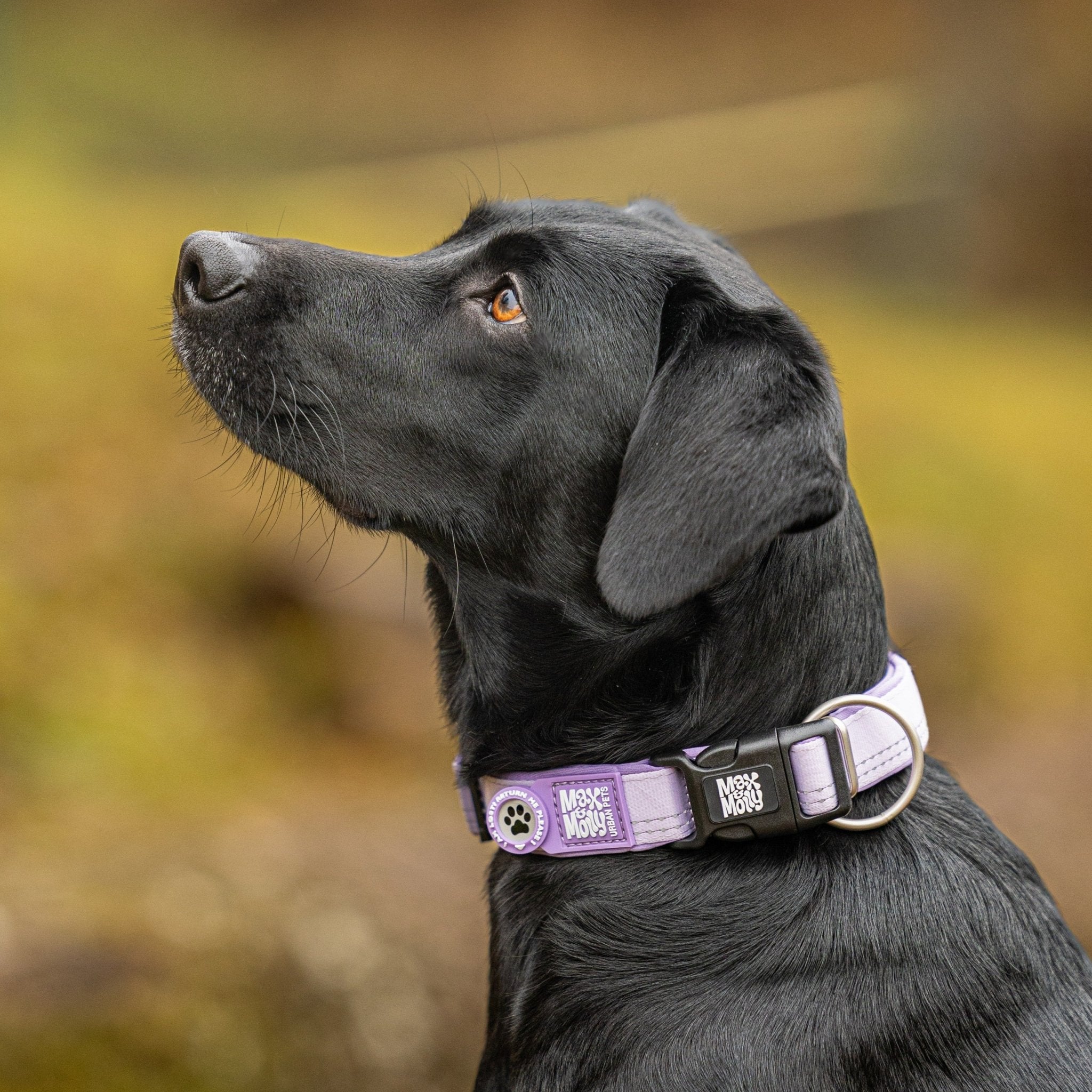 GOTCHA! Smart ID Collar - Matrix 2.0 Lavender – Max & Molly Urban Pets