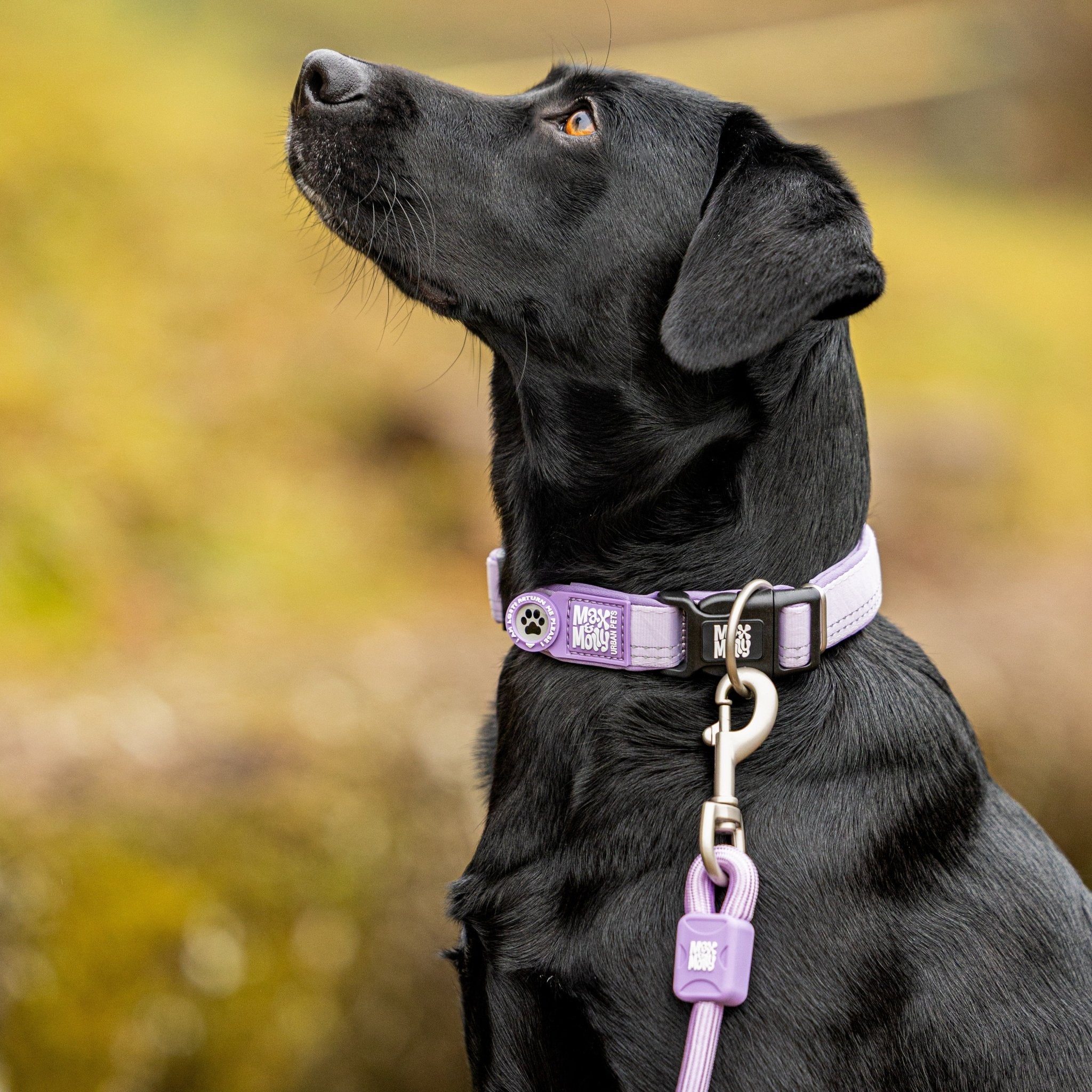 GOTCHA! Smart ID Collar - Matrix 2.0 Lavender – Max & Molly Urban Pets