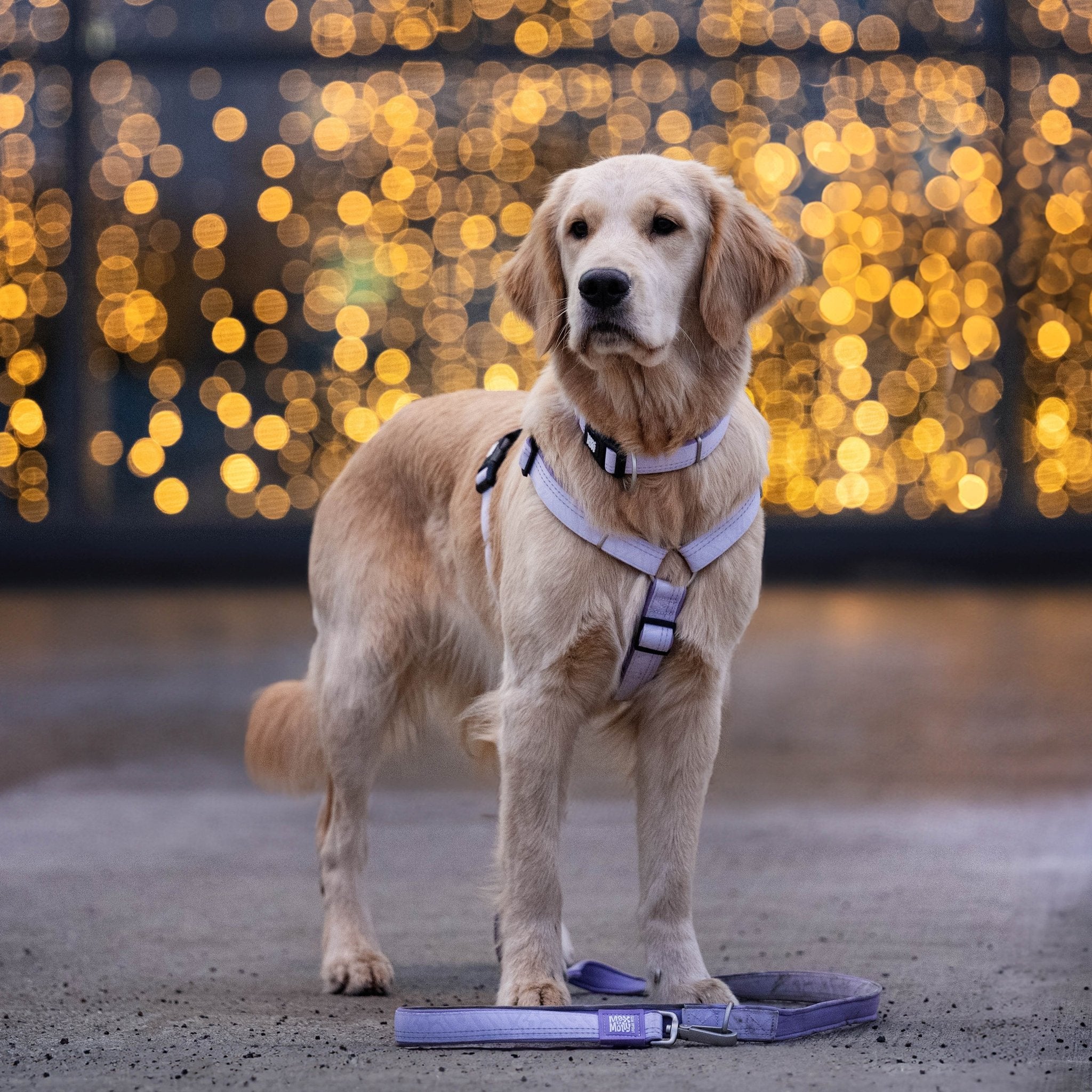 GOTCHA! Smart ID Comfort H-Harness - Matrix 2.0 Lavender