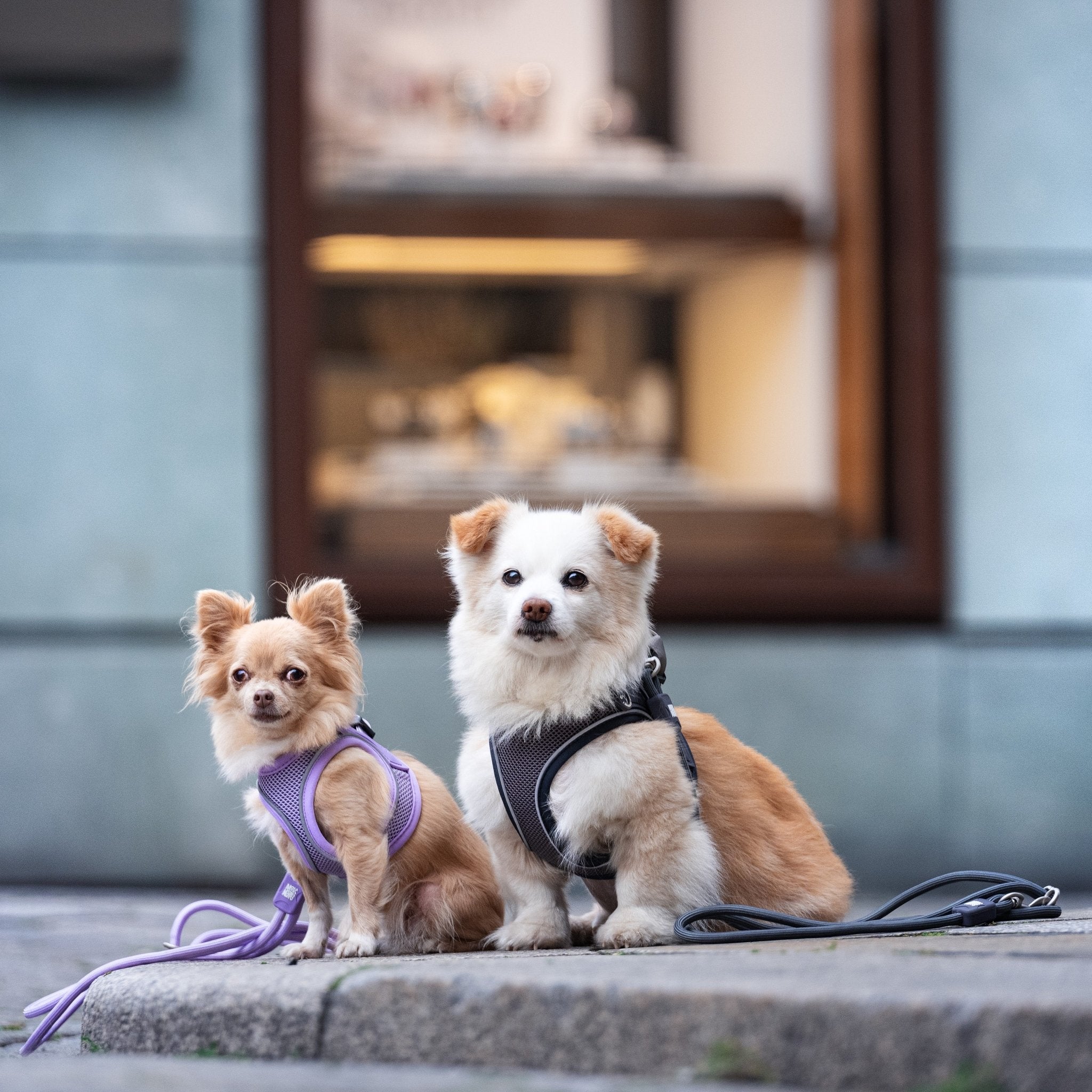 Air Vest Hunde Geschirr - Matrix 2.0 Lavender