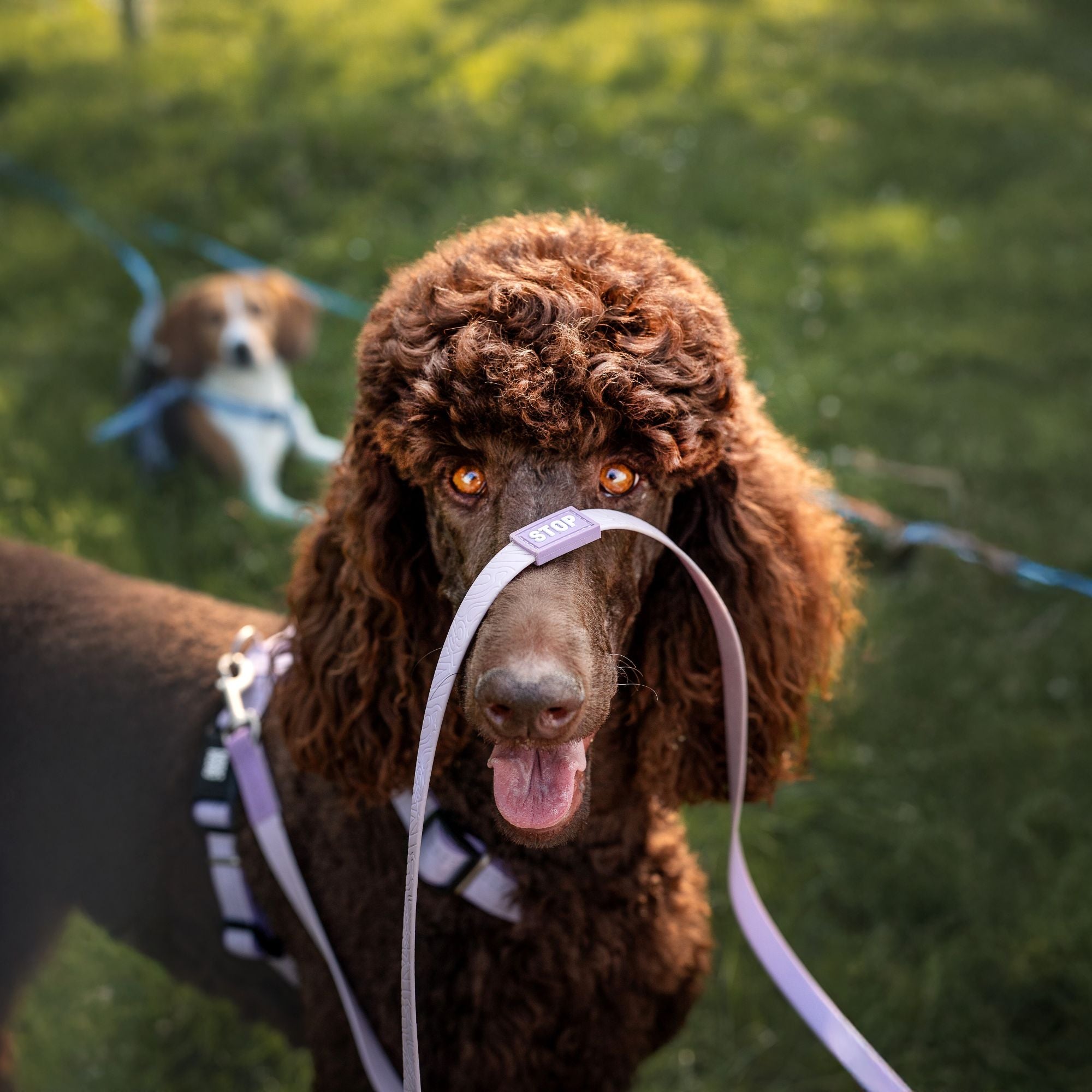 Tracking Leash - Matrix 2.0 Black