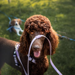 Schleppleine mit Handschlaufe - Matrix 2.0 Lavender