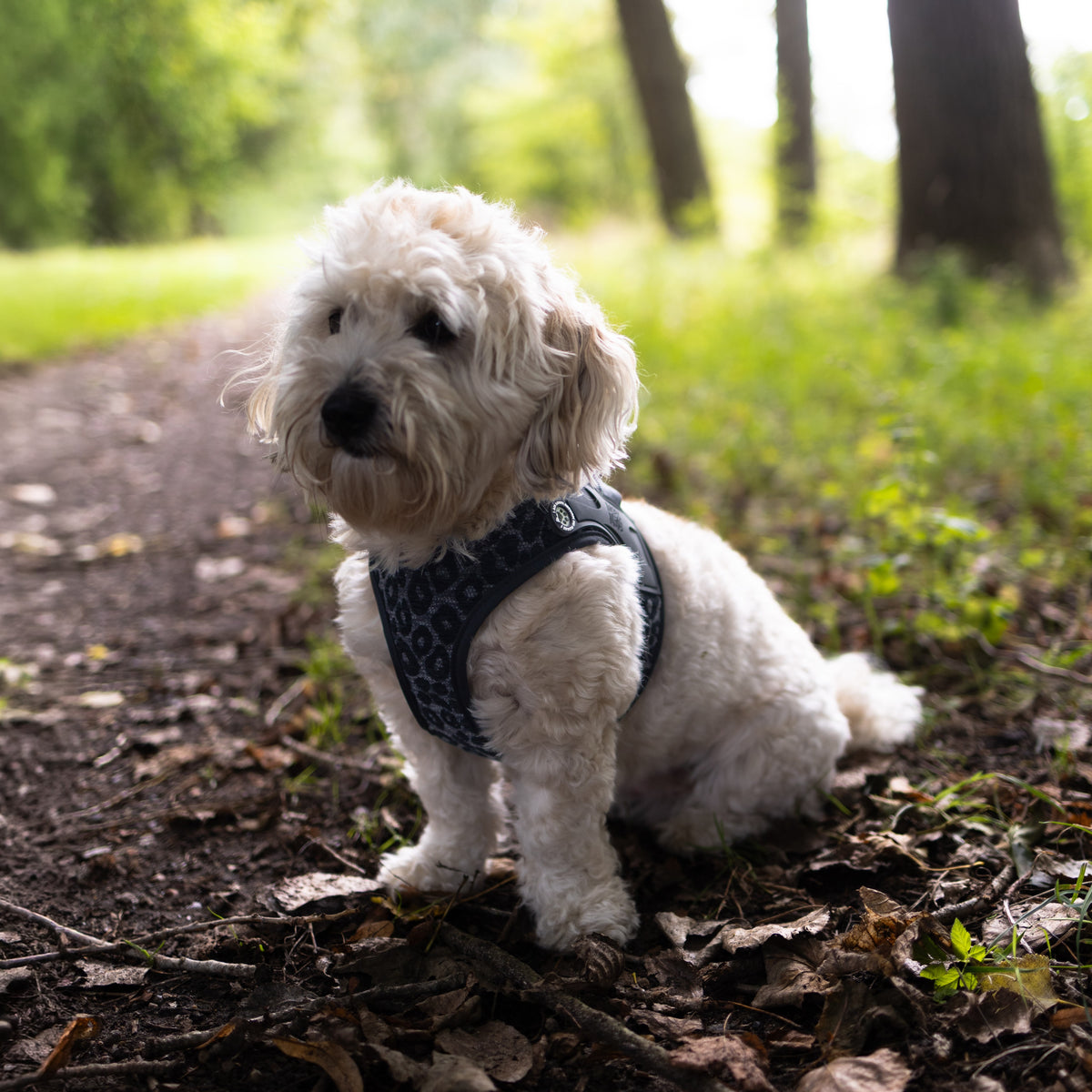 Air Vest Dog Harness - Leo Black