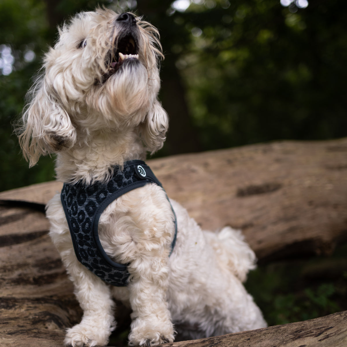 Air Vest Dog Harness - Leo Black