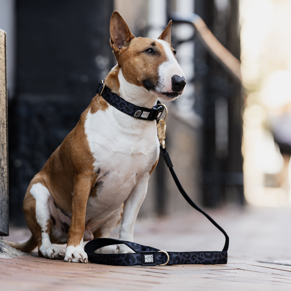 Gotcha! Smart ID Hunde Halsband - Leo - Black