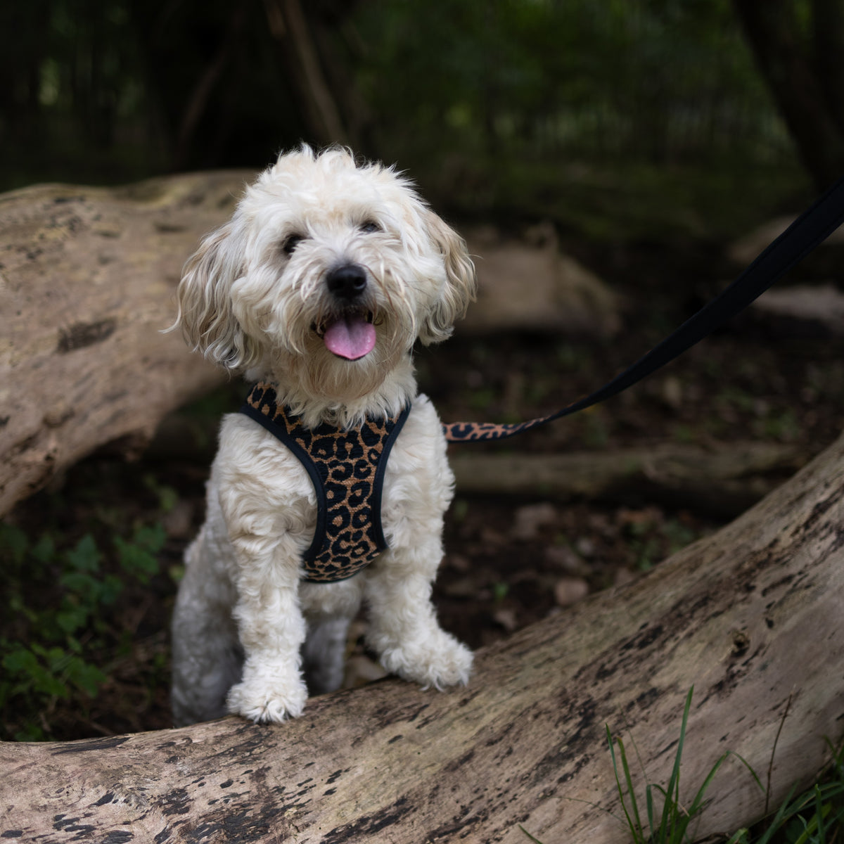 Air Vest Dog Harness - Leo Brown