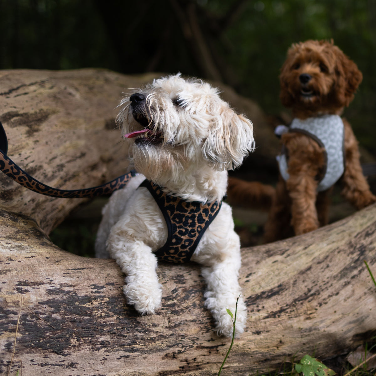 Air Vest Dog Harness - Leo Brown