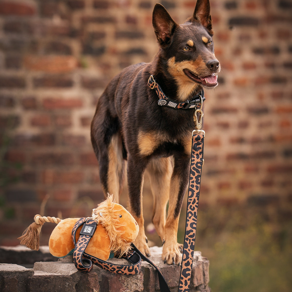 Gotcha! Smart ID Hunde Halsband - Leo - Braun
