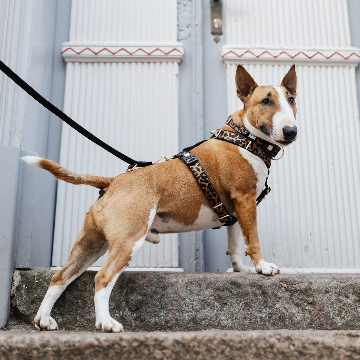 Gotcha! Smart ID Dog Collar - Leo - Brown
