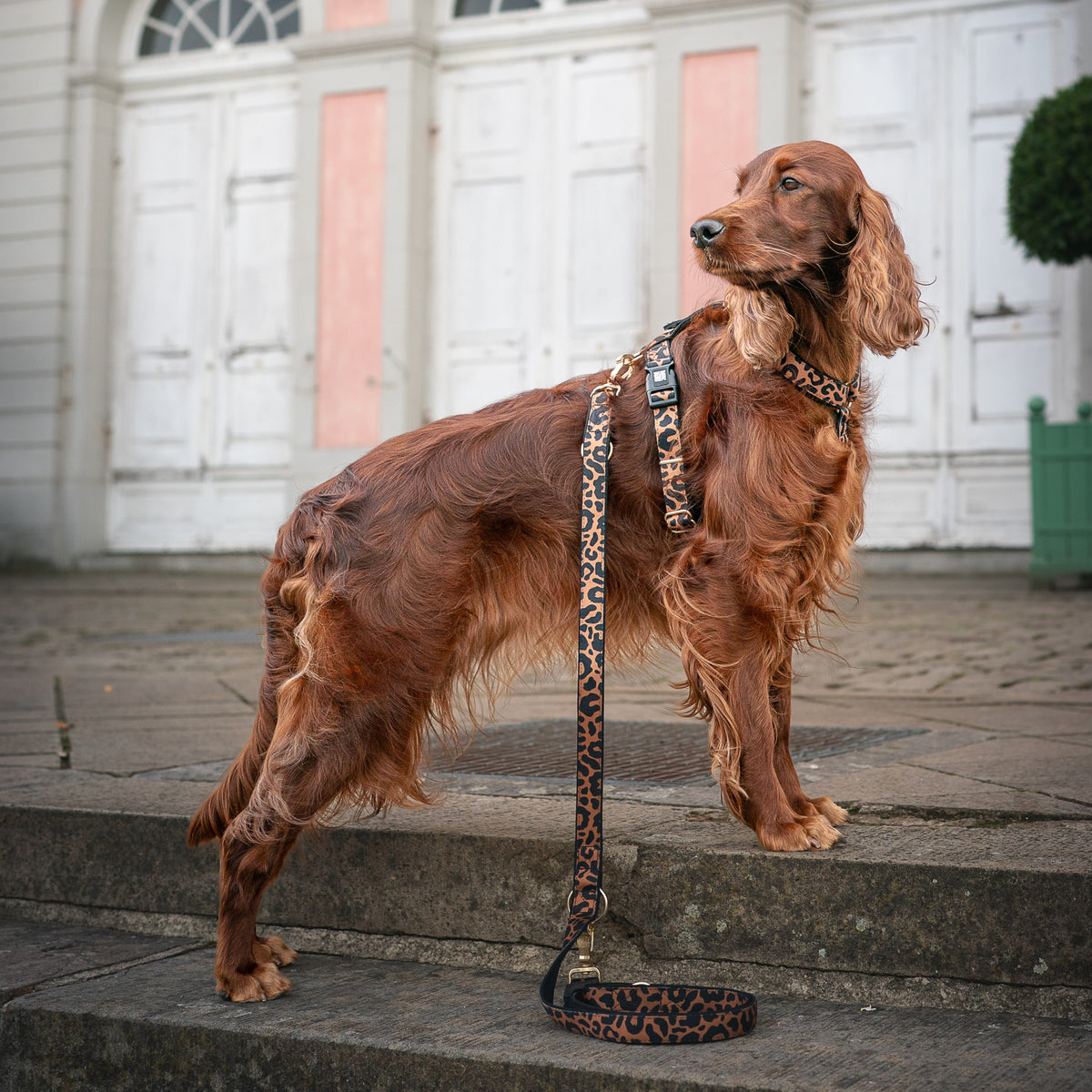 Gotcha! Smart ID Comfort H-Harness - Leo Brown
