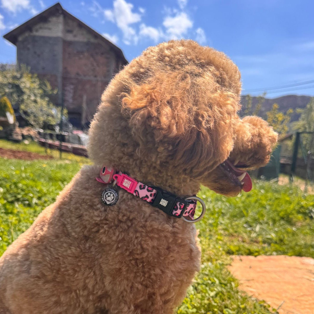 GOTCHA! Smart ID Collar - Leopard Pink – Max & Molly Urban Pets