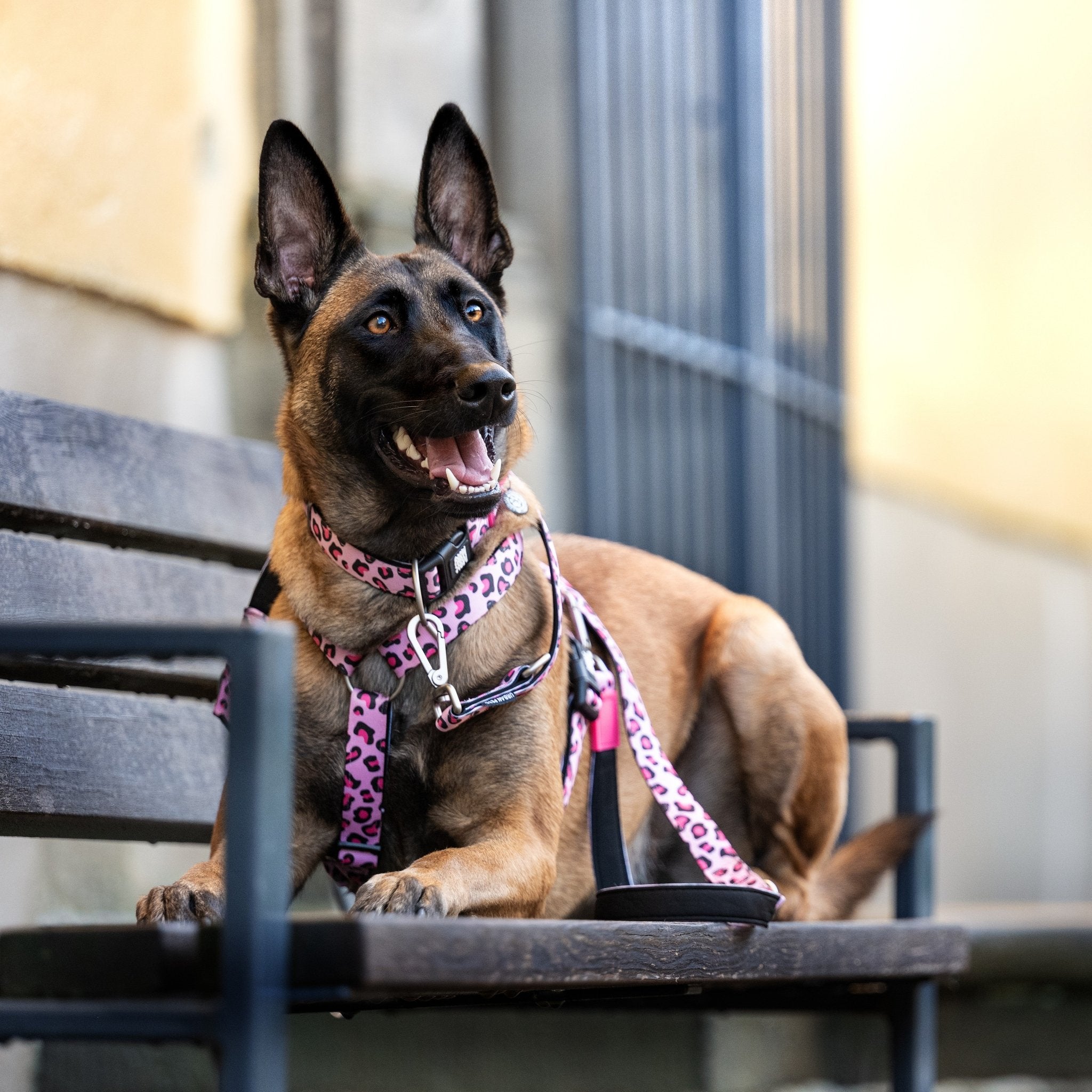 GOTCHA! Smart ID Collar - Leopard Pink – Max & Molly Urban Pets