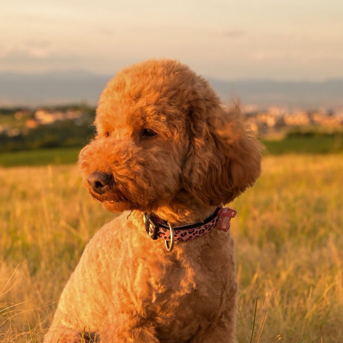 GOTCHA! Smart ID Collar - Leopard Pink – Max & Molly Urban Pets