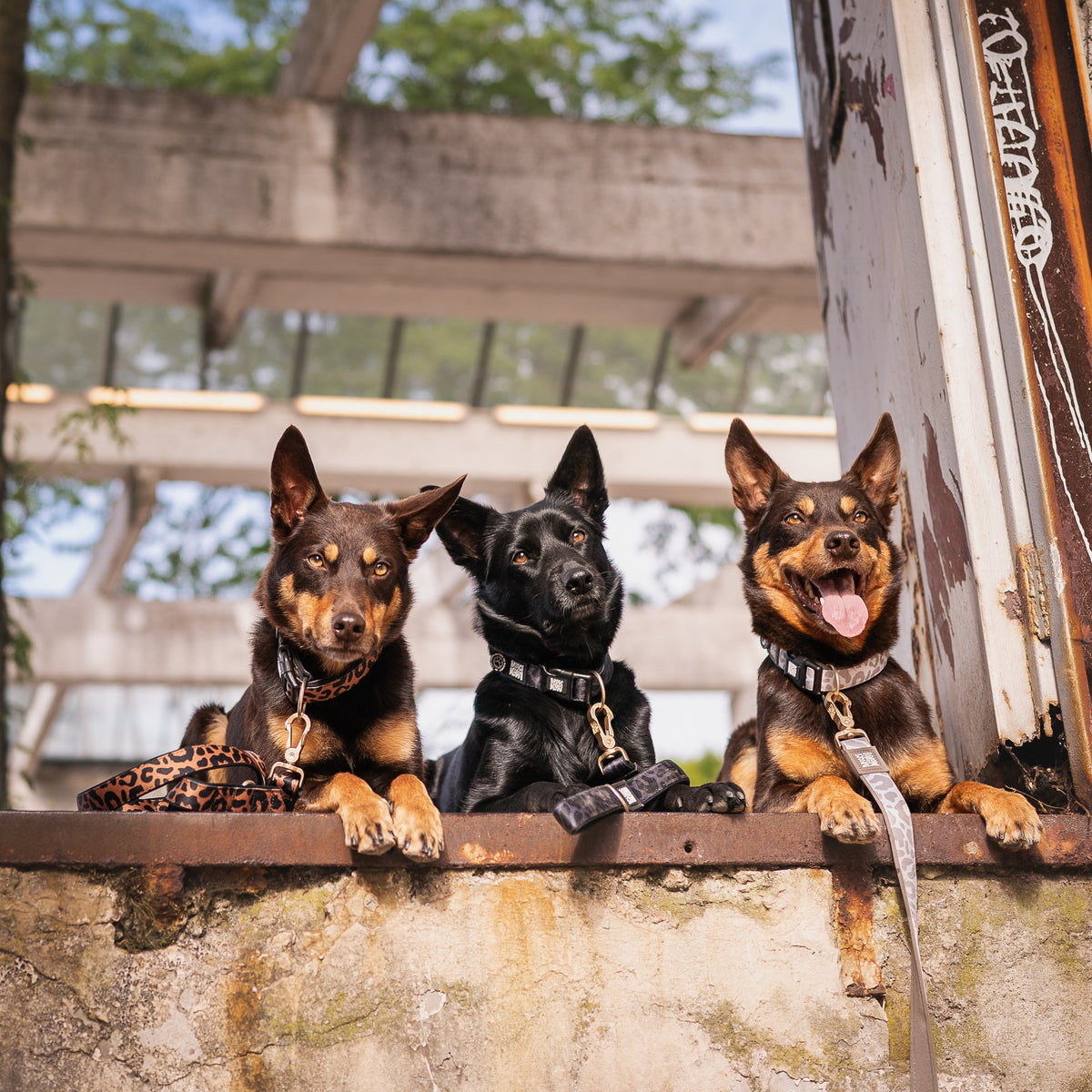 Gotcha! Smart ID Hunde Halsband - Leo - Black