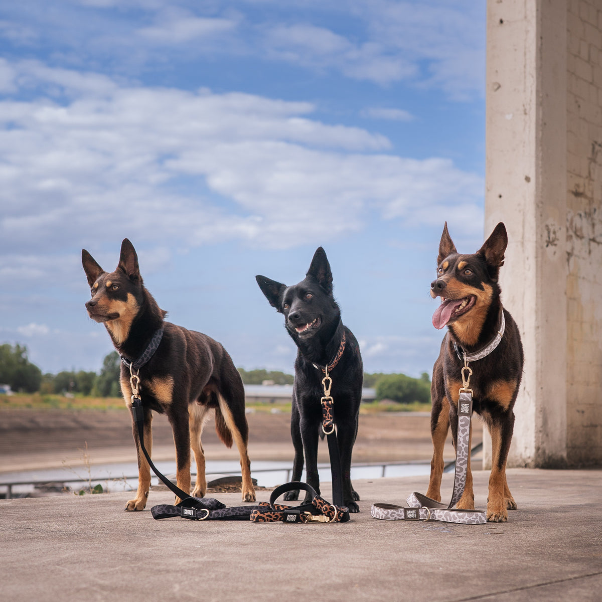 Gotcha! Smart ID Dog Collar - Leo - Black