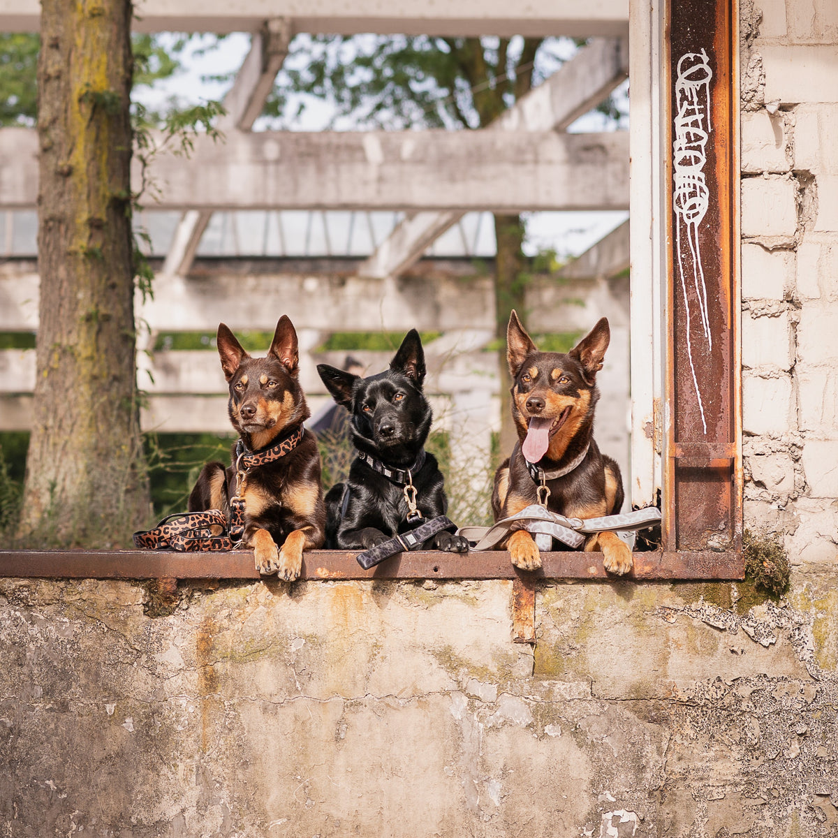 Hunde Kurzleine - Leo - Beige