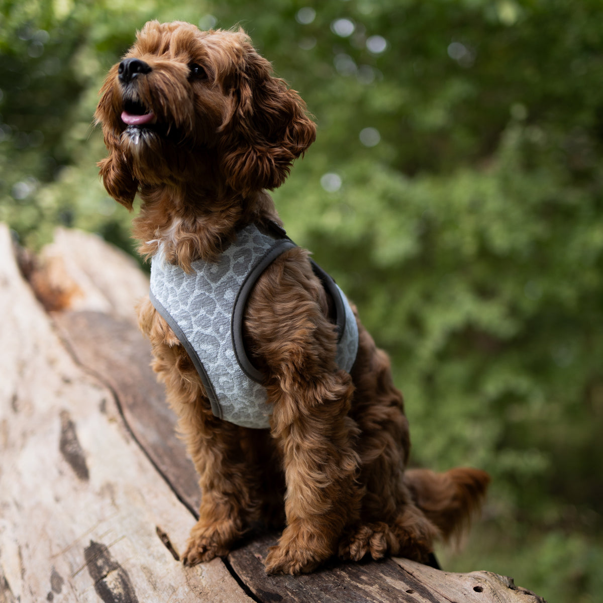 Air Vest Dog Harness - Leo Beige