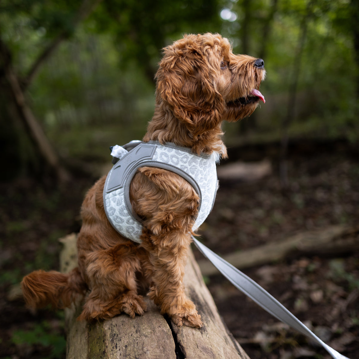 Air Vest Dog Harness - Leo Beige