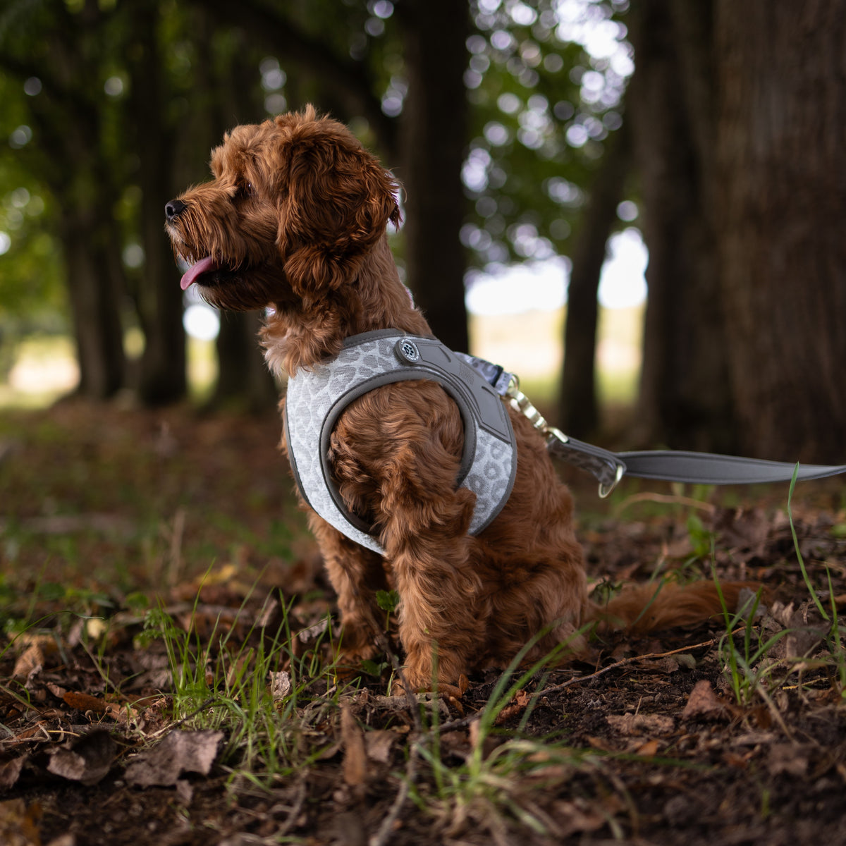 Air Vest Dog Harness - Leo Beige