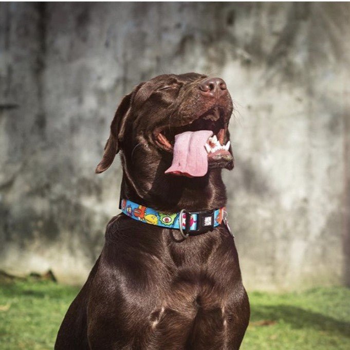 GOTCHA! Smart ID Collar - Little Monsters – Max & Molly Urban Pets